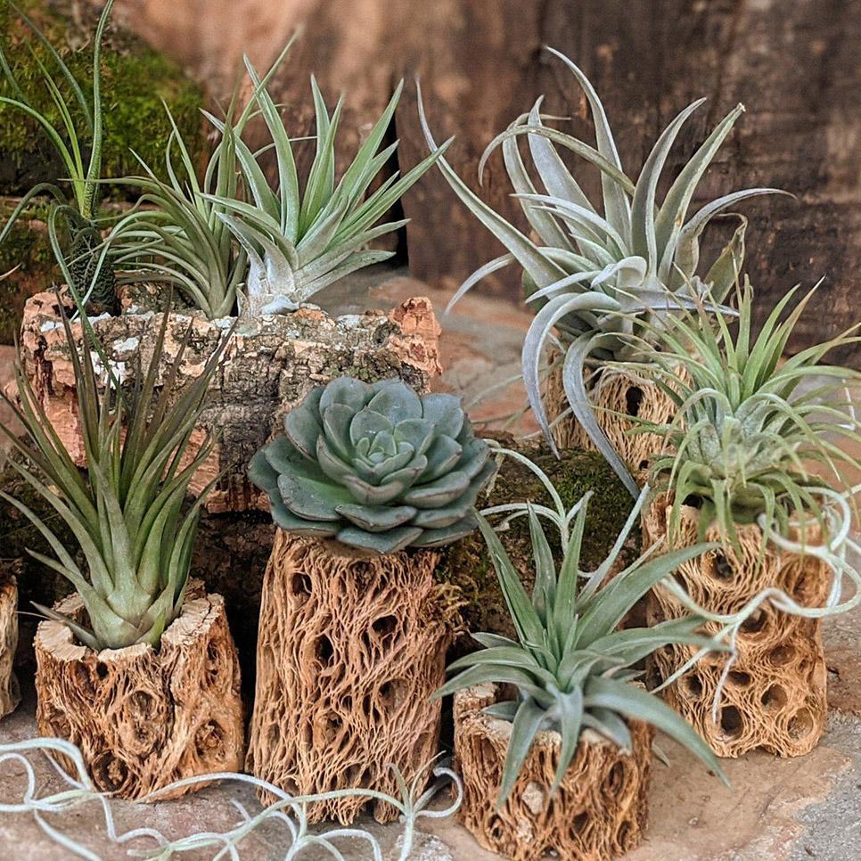 Cholla Wood Indoor Plant Arrangement, Handmade Plant Gift