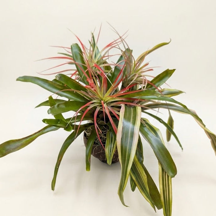 6-Piece Live Plant Arrangement – 3 Bromeliads & 3 Air Plants in Coconut Shell Pot