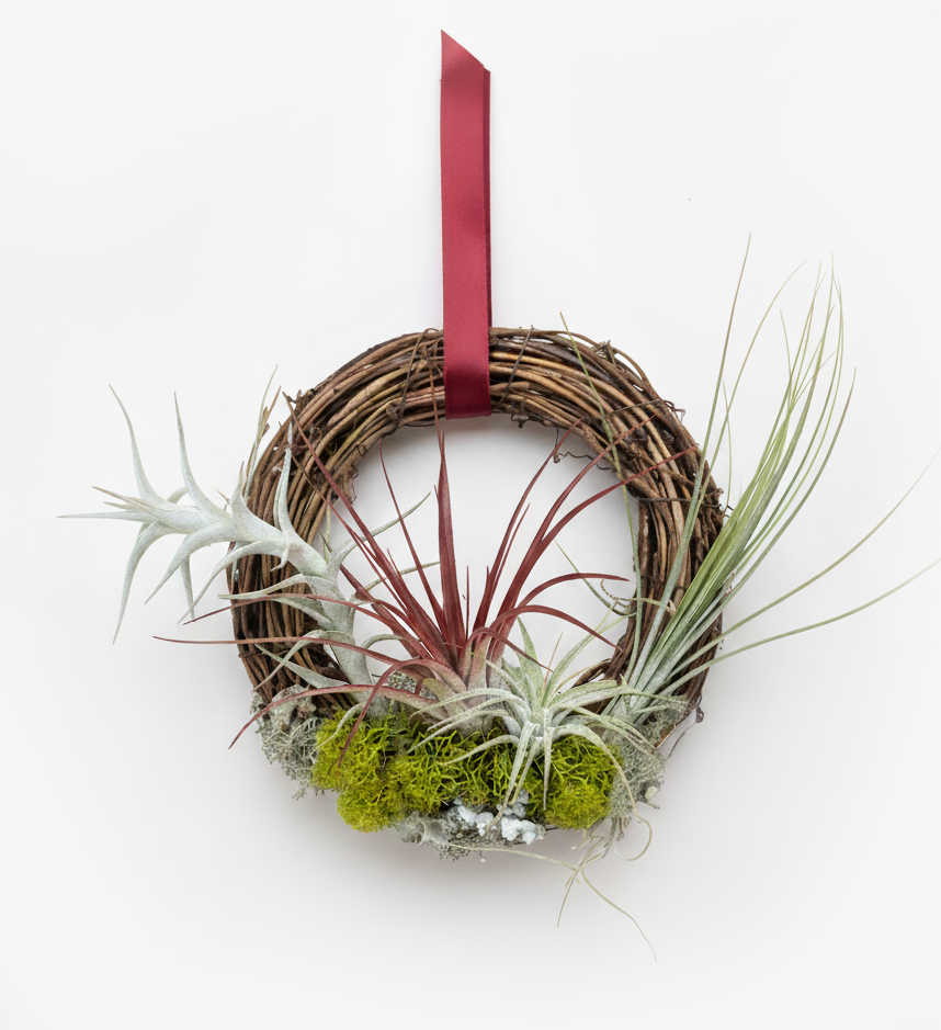 6"-7'' Living Air Plant Wreath with Ribbon | Thanksgiving and Holiday Gift