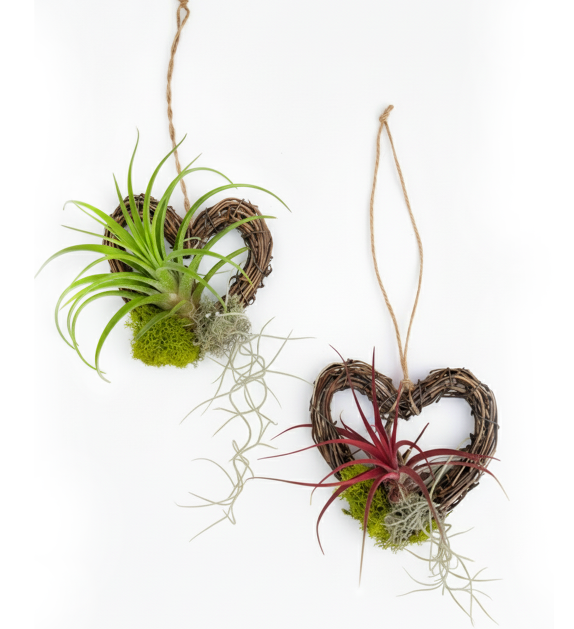 Festive Live Air Plant Hangers - Charming Holiday Decor