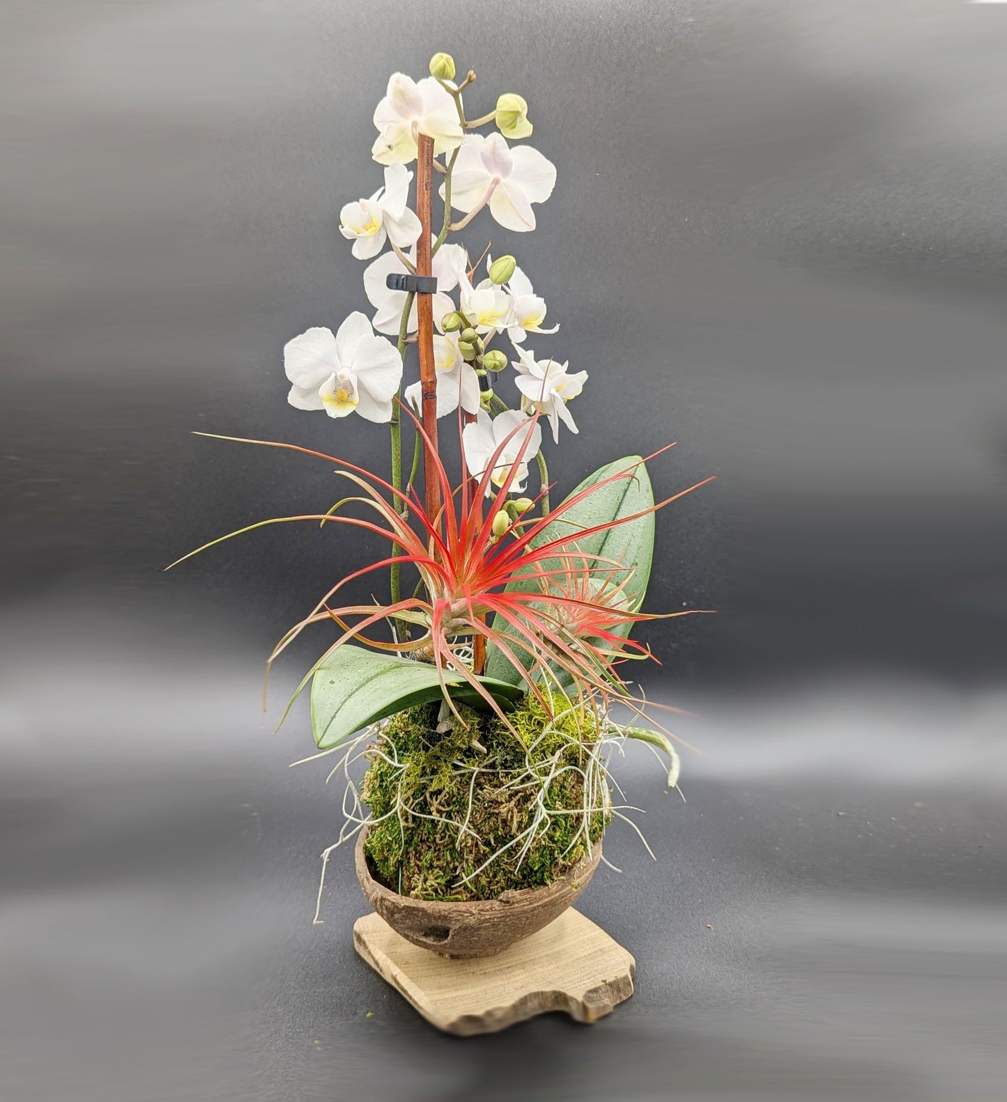 Blooming Orchid & Air Plant in Coconut Shell - Festive Seasonal Arrangement