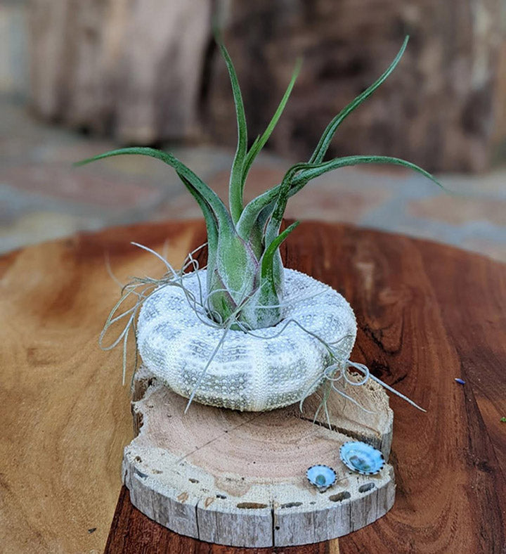 driftwood air plants display Handcrafted Air Plant Display with Sea Urchin Shell & Driftwood