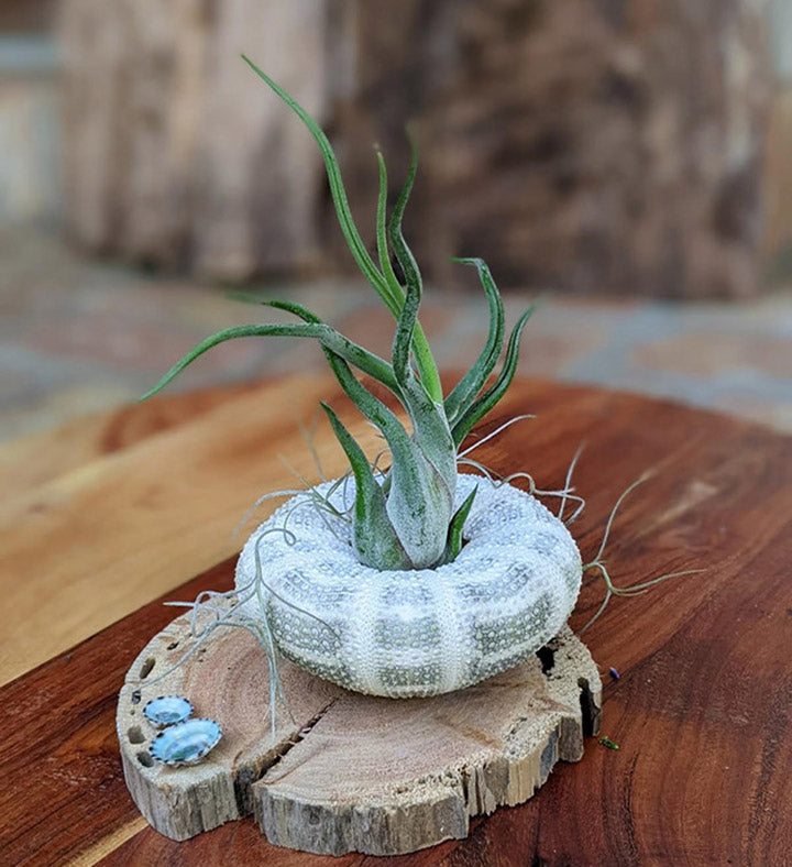 Handcrafted Air Plant Display with Sea Urchin Shell & Driftwood
