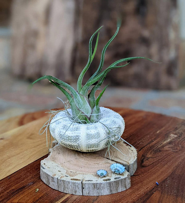 Handcrafted Air Plant Display with Sea Urchin Shell & Driftwood