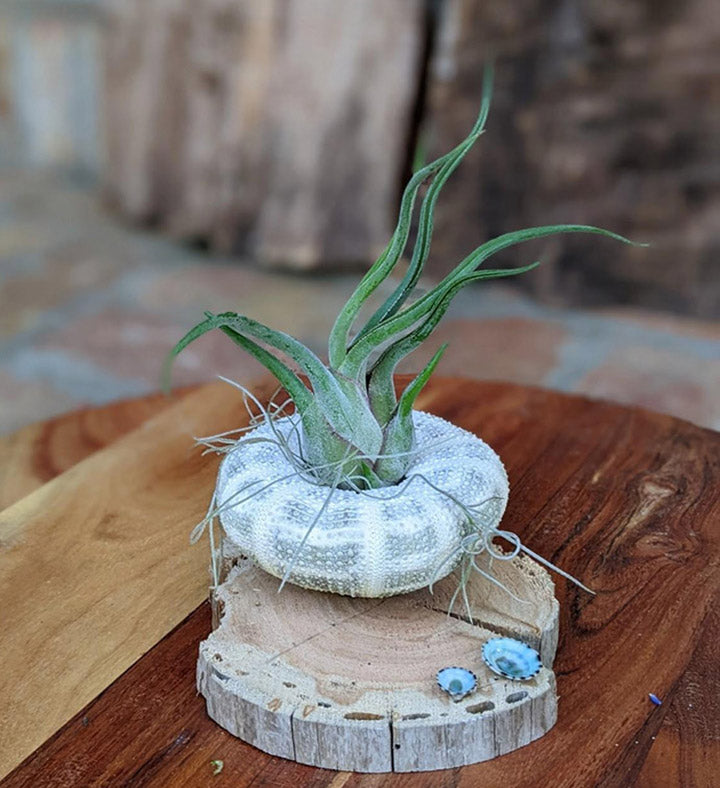 Handcrafted Air Plant Display with Sea Urchin Shell & Driftwood