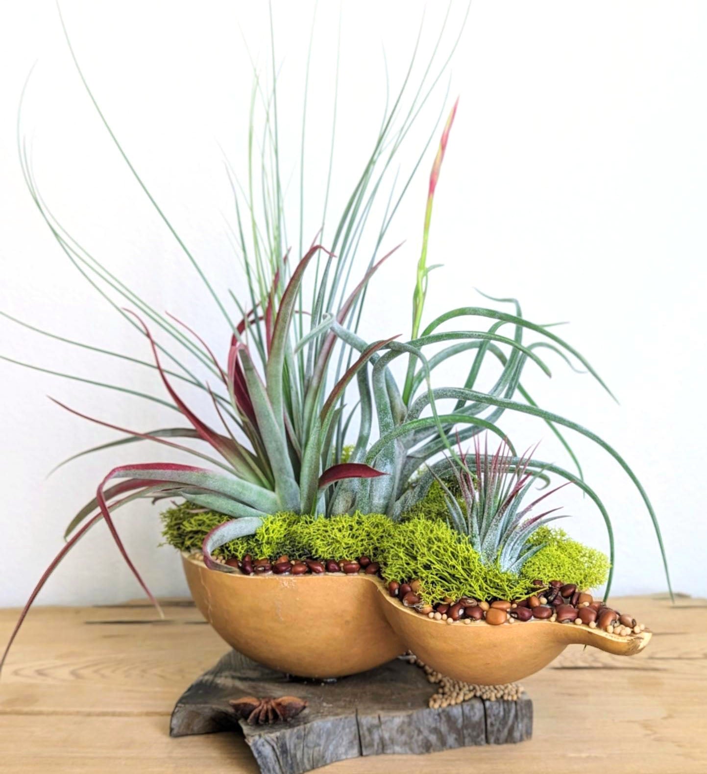 Fall & Thanksgiving Centerpiece with Air Plants in a Gourd shell