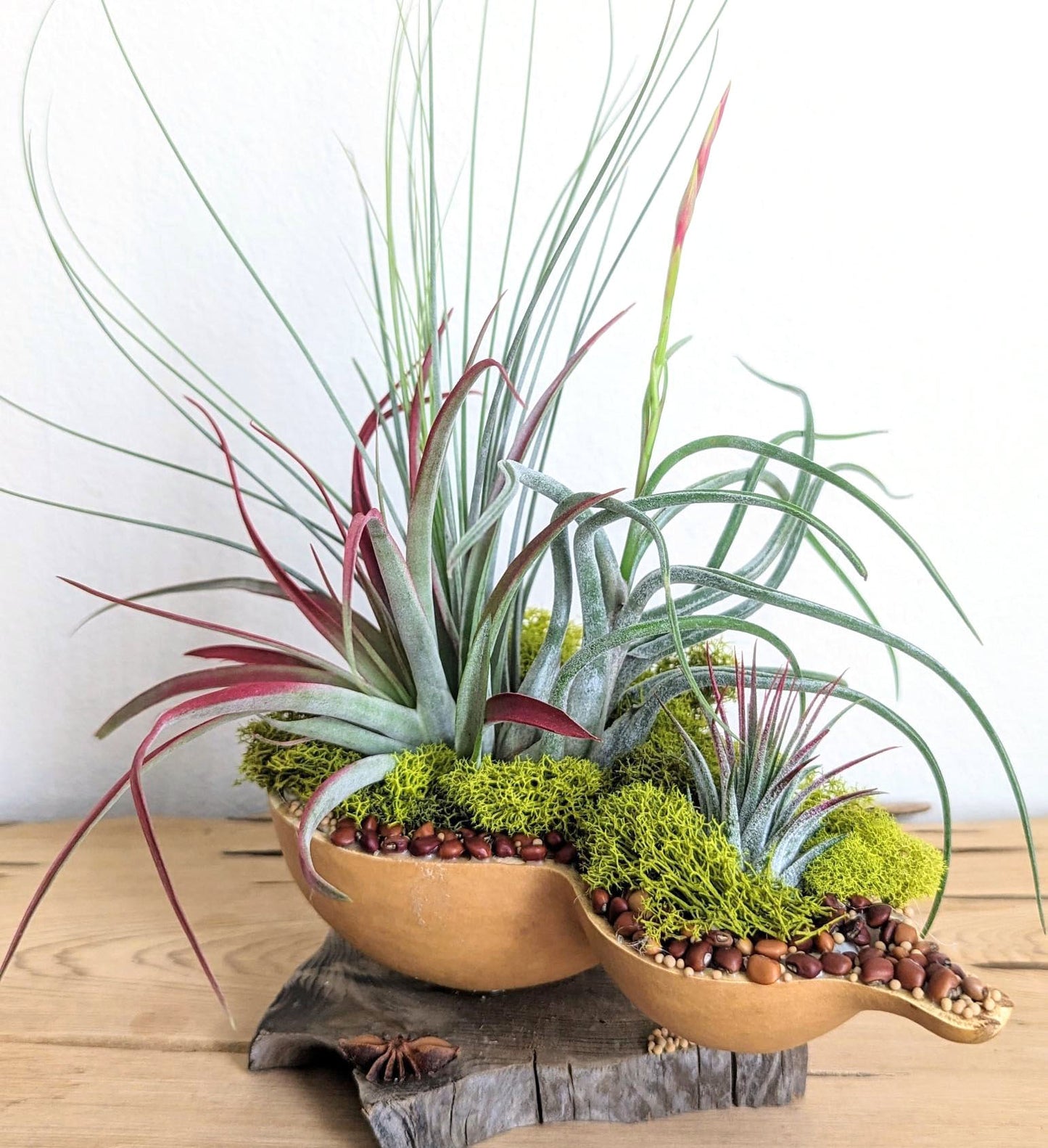 Fall & Thanksgiving Centerpiece with Air Plants in a Gourd shell