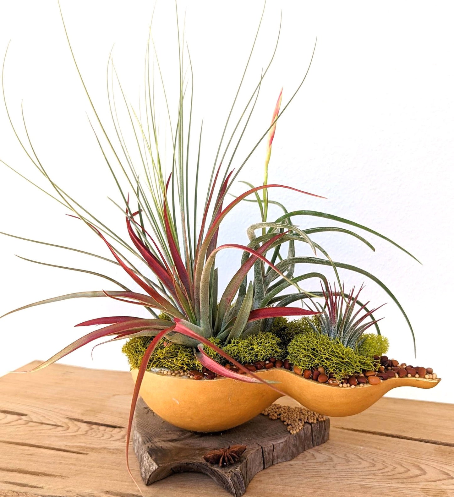 Fall & Thanksgiving Centerpiece with Air Plants in a Gourd shell