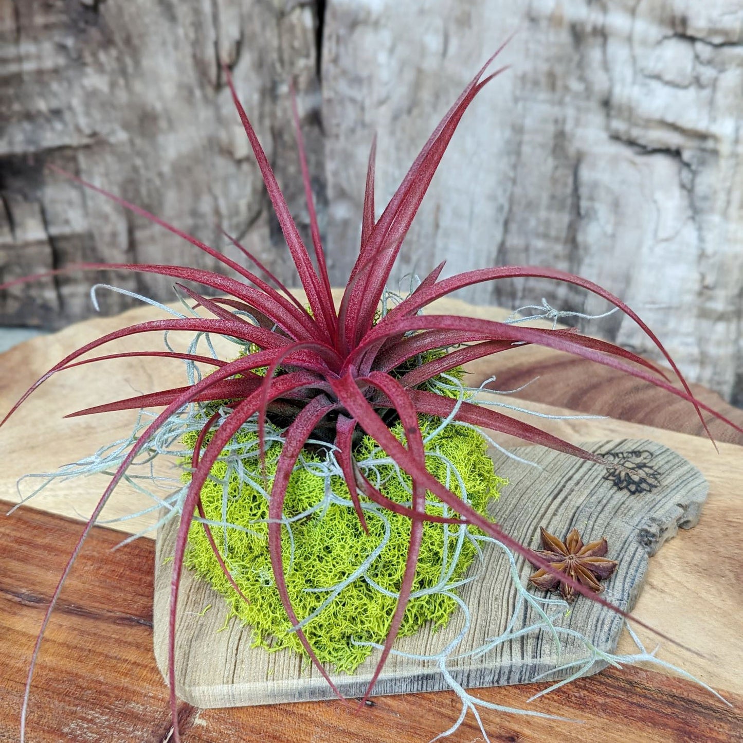 Handcrafted Air Plant Terrarium – Low-Maintenance Indoor & Patio Decor
