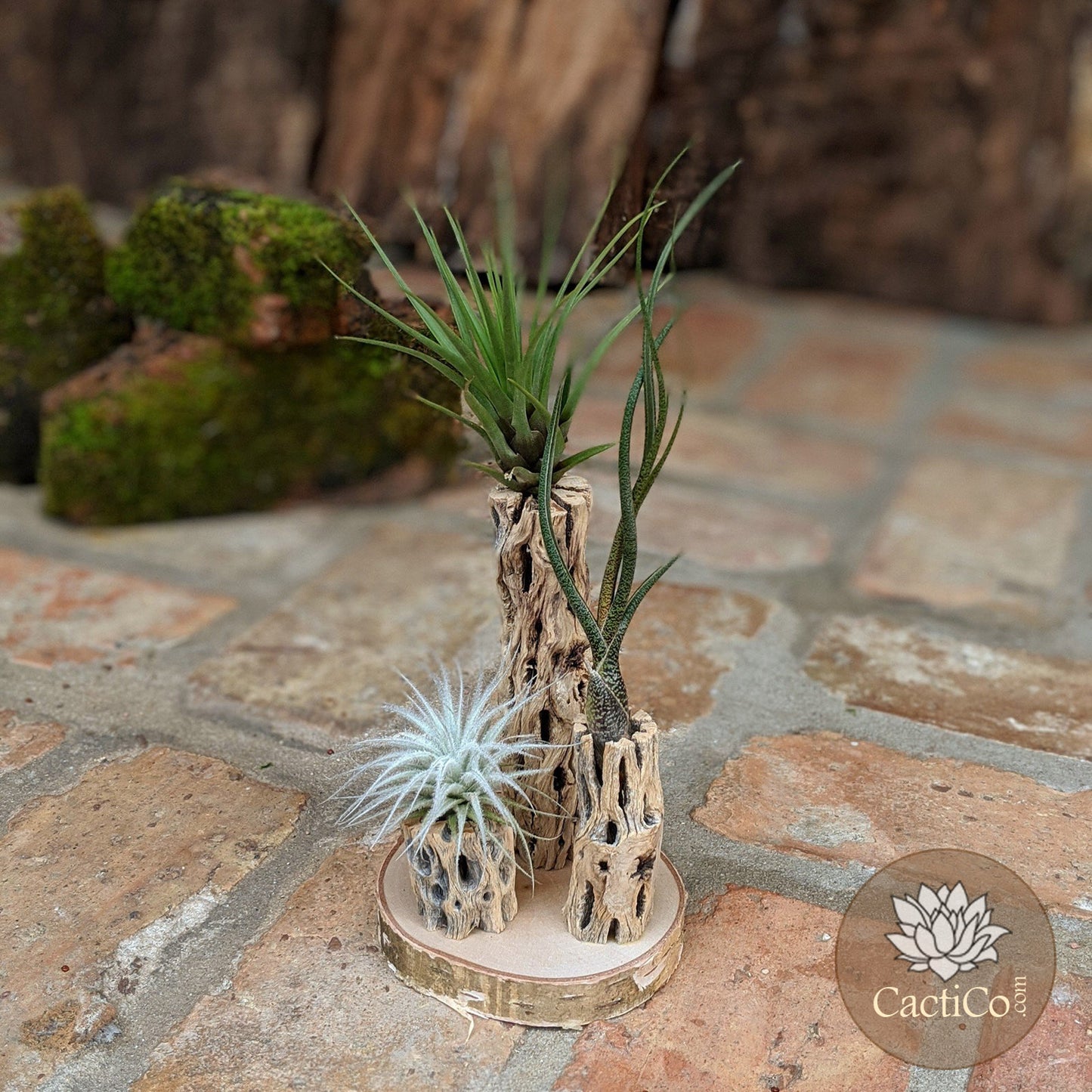 Unique 3-Plant Air Plant Terrarium with Cholla | Live Tillandsia Tectorum (rare), Melanocrater & Spanish Moss  | Airplant Arrangement | Housewarming Gift | Gifts for Women