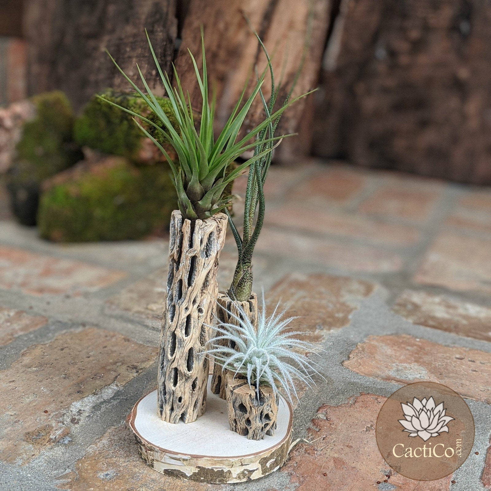 Unique 3-Plant Air Plant Terrarium with Cholla | Live Tillandsia Tectorum (rare), Melanocrater & Spanish Moss  | Airplant Arrangement | Housewarming Gift | Gifts for Women