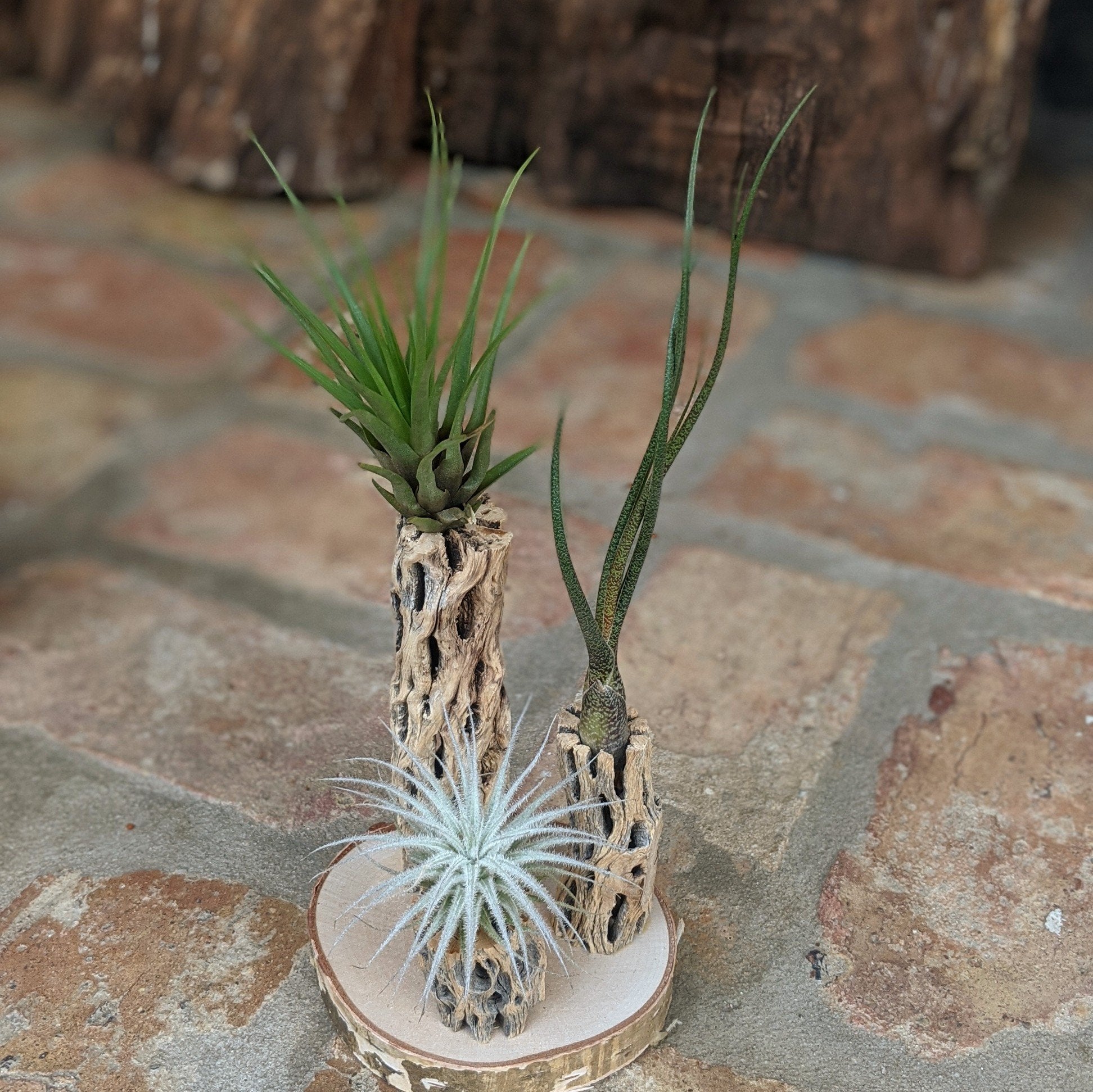 Unique 3-Plant Air Plant Terrarium with Cholla | Live Tillandsia Tectorum (rare), Melanocrater & Spanish Moss  | Airplant Arrangement | Housewarming Gift | Gifts for Women