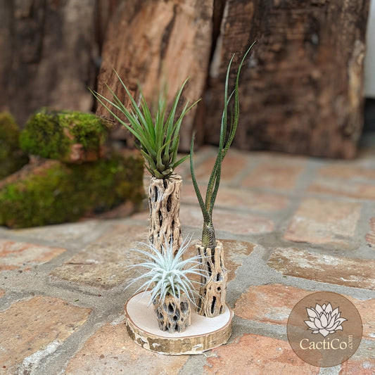 Unique 3-Plant Air Plant Terrarium with Cholla | Live Tillandsia Tectorum (rare), Melanocrater & Spanish Moss  | Airplant Arrangement | Housewarming Gift | Gifts for Women
