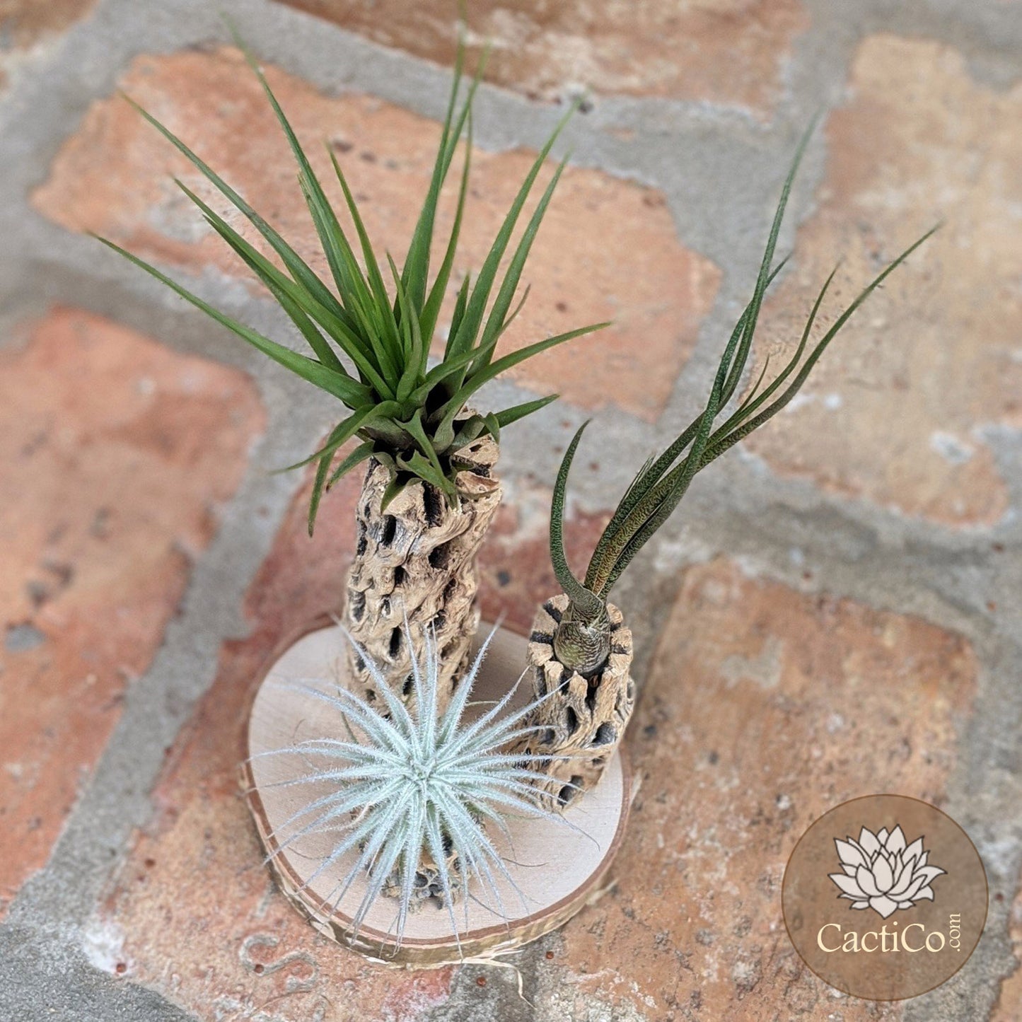 Unique 3-Plant Air Plant Terrarium with Cholla | Live Tillandsia Tectorum (rare), Melanocrater & Spanish Moss | Airplant Arrangement | Housewarming Gift | Gifts for Women