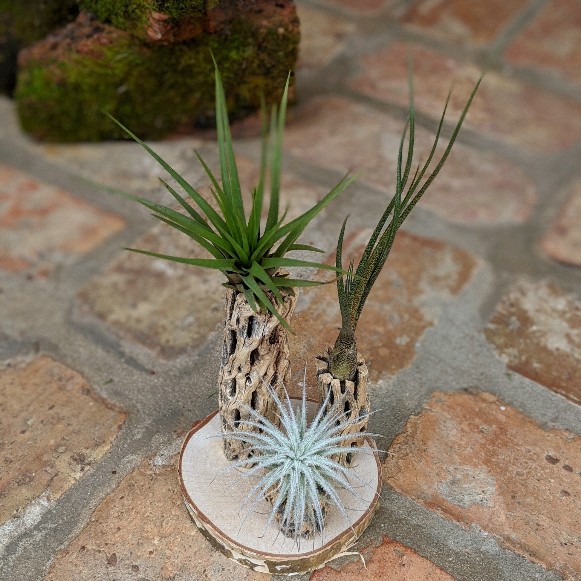 Unique 3-Plant Air Plant Terrarium with Cholla | Live Tillandsia Tectorum (rare), Melanocrater & Spanish Moss  | Airplant Arrangement | Housewarming Gift | Gifts for Women