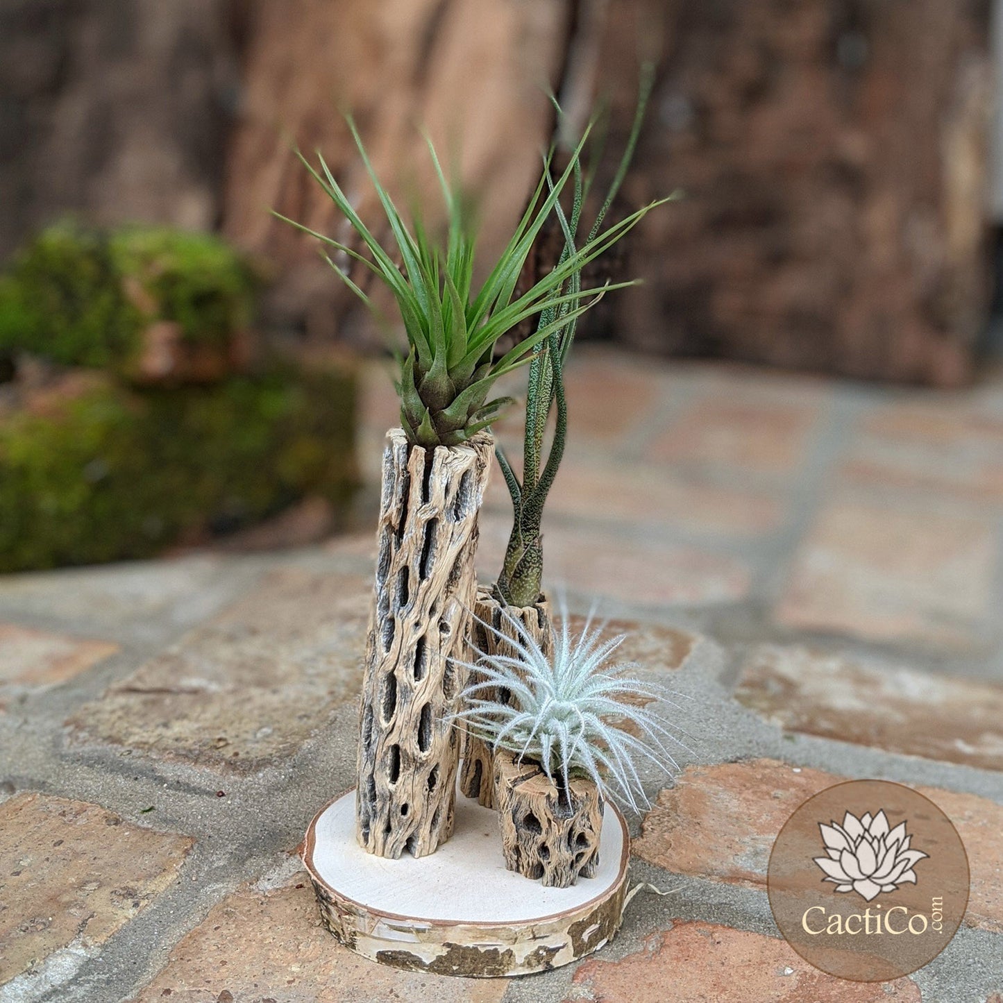 Unique 3-Plant Air Plant Terrarium with Cholla | Live Tillandsia Tectorum (rare), Melanocrater & Spanish Moss | Airplant Arrangement | Housewarming Gift | Gifts for Women