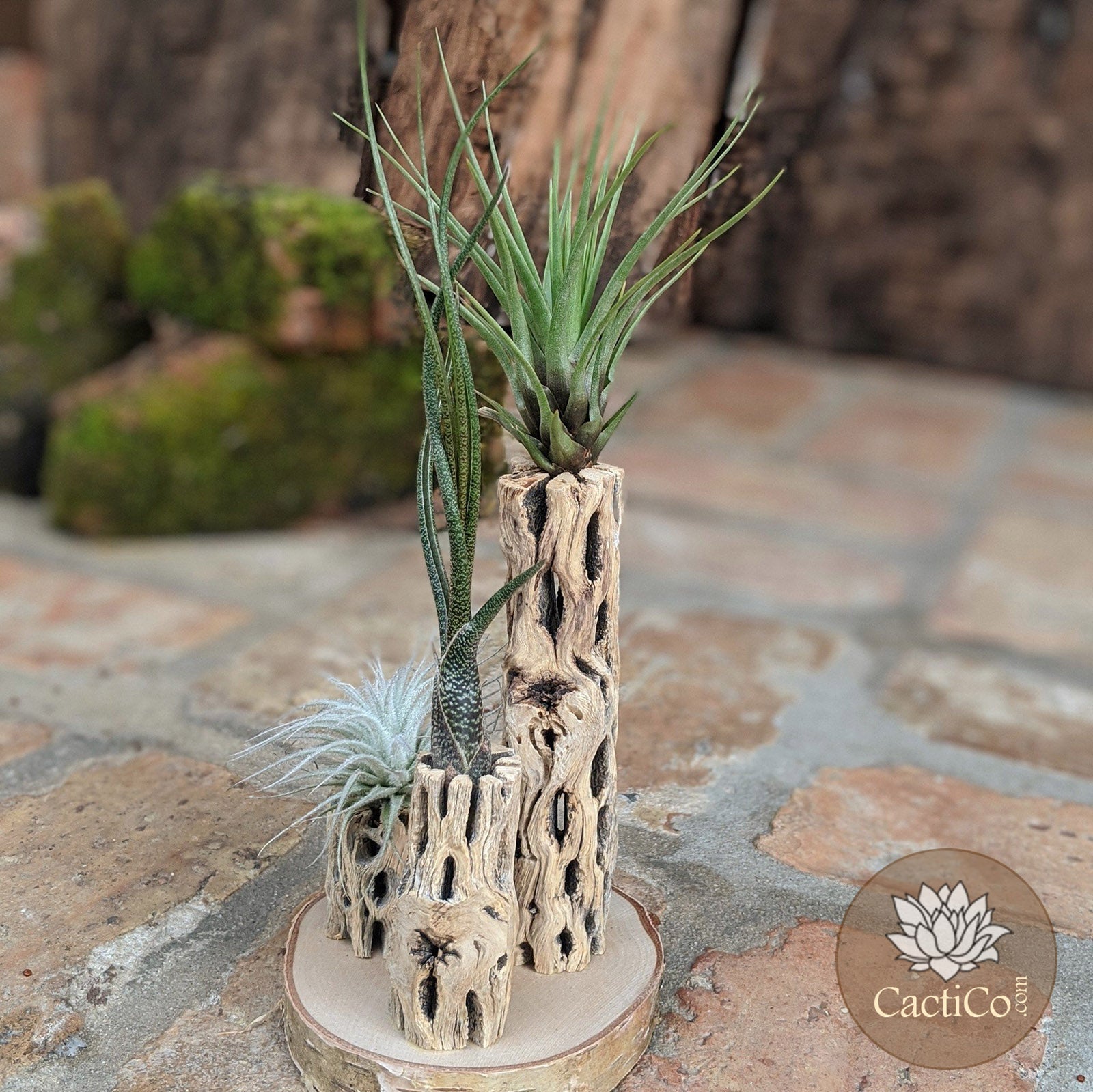 Unique 3-Plant Air Plant Terrarium with Cholla | Live Tillandsia Tectorum (rare), Melanocrater & Spanish Moss  | Airplant Arrangement | Housewarming Gift | Gifts for Women
