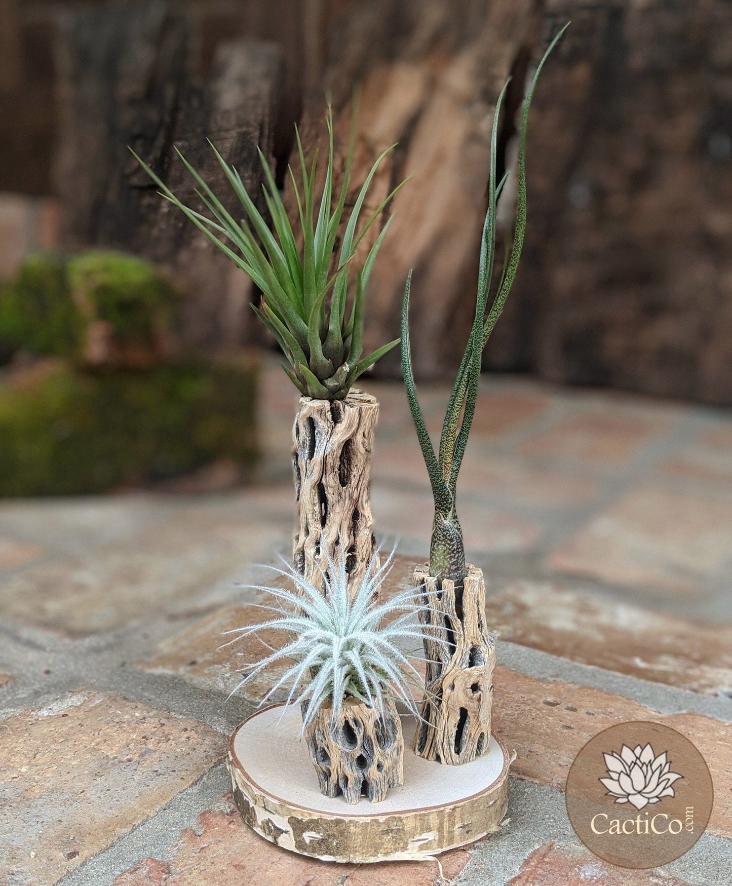 Unique 3-Plant Air Plant Terrarium with Cholla | Live Tillandsia Tectorum (rare), Melanocrater & Spanish Moss | Airplant Arrangement | Housewarming Gift | Gifts for Women