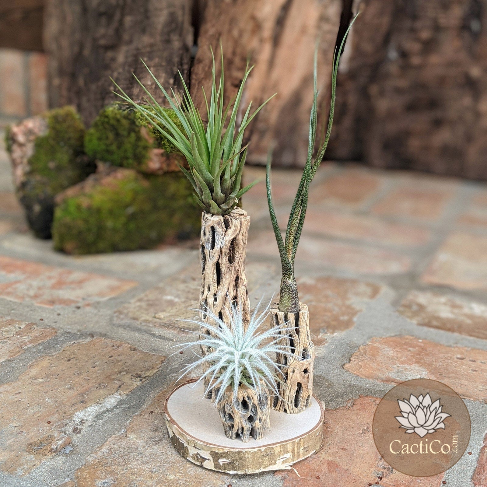 Unique 3-Plant Air Plant Terrarium with Cholla | Live Tillandsia Tectorum (rare), Melanocrater & Spanish Moss  | Airplant Arrangement | Housewarming Gift | Gifts for Women