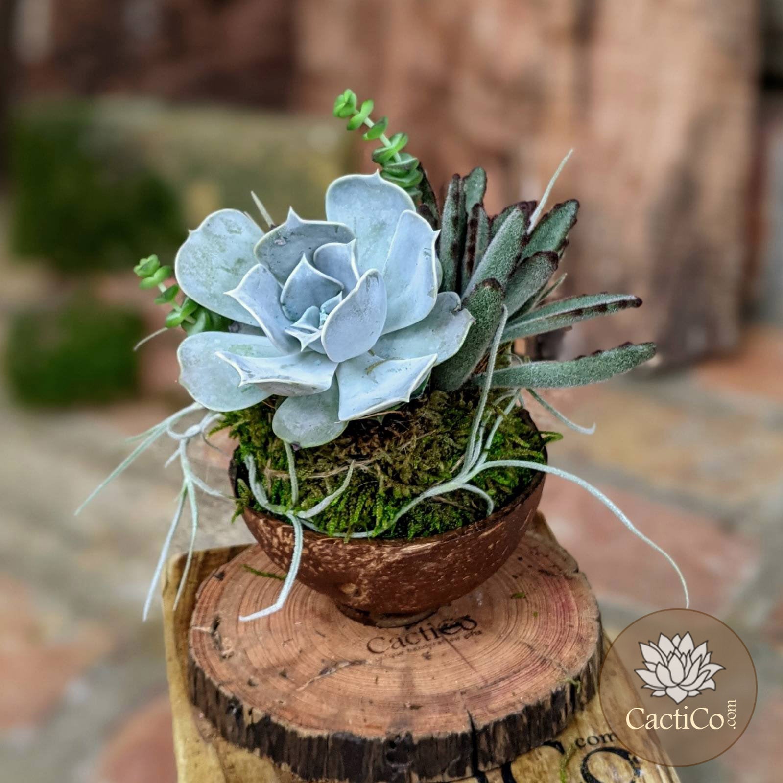 succulent arrangements live 4-Plant Live Succulent Arrangement in a Coconut Shell