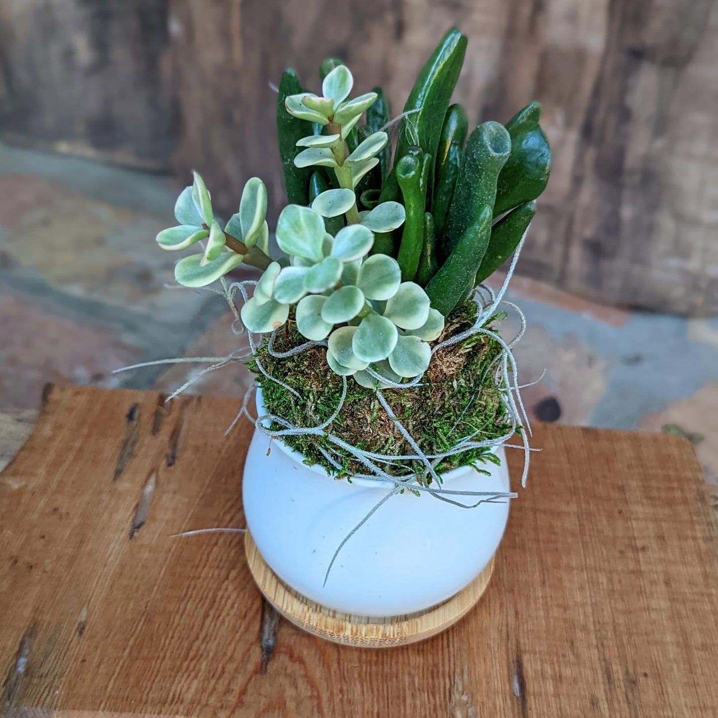 Succulent Spa Gift Set: Succulent , Bee's Wax Candle, Soap, Oil Fragrance and Handcrafted driftwood board - Harmonia