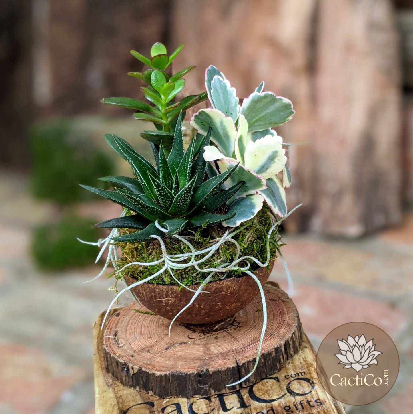 4-Plant Live Succulent Arrangement | Haworthia, Crassula, Baby Jade & Spanish Moss | Coconut Shell Bonsai | Housewarming Gift | Birthday Gift | Best Friend Gift