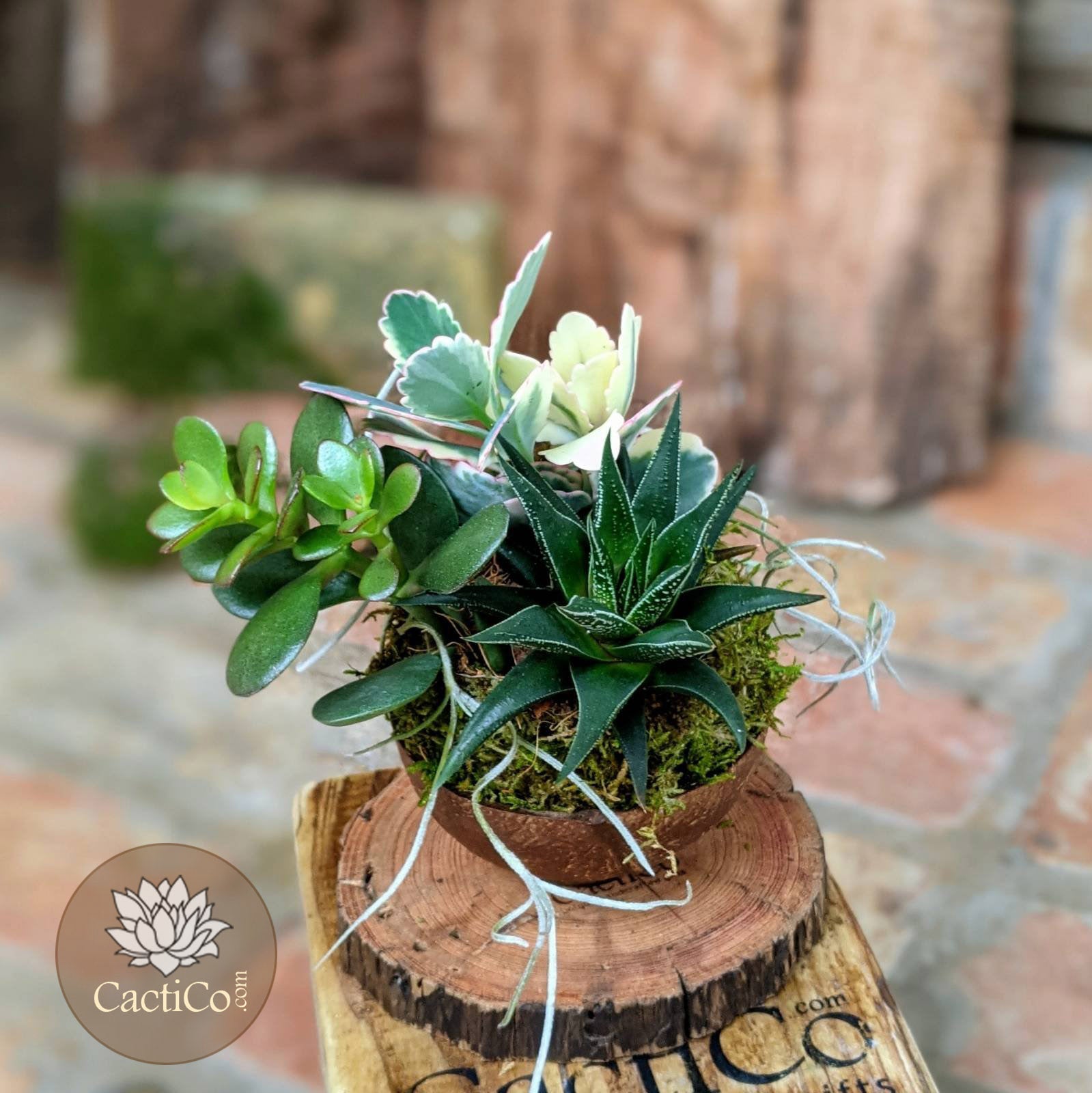 succulent shell Handcrafted Succulent Arrangement with Kokedama in Coconut Shell