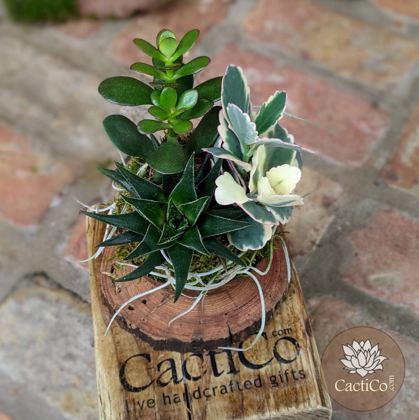 4-Plant Live Succulent Arrangement | Haworthia, Crassula, Baby Jade & Spanish Moss | Coconut Shell Bonsai | Housewarming Gift | Birthday Gift | Best Friend Gift