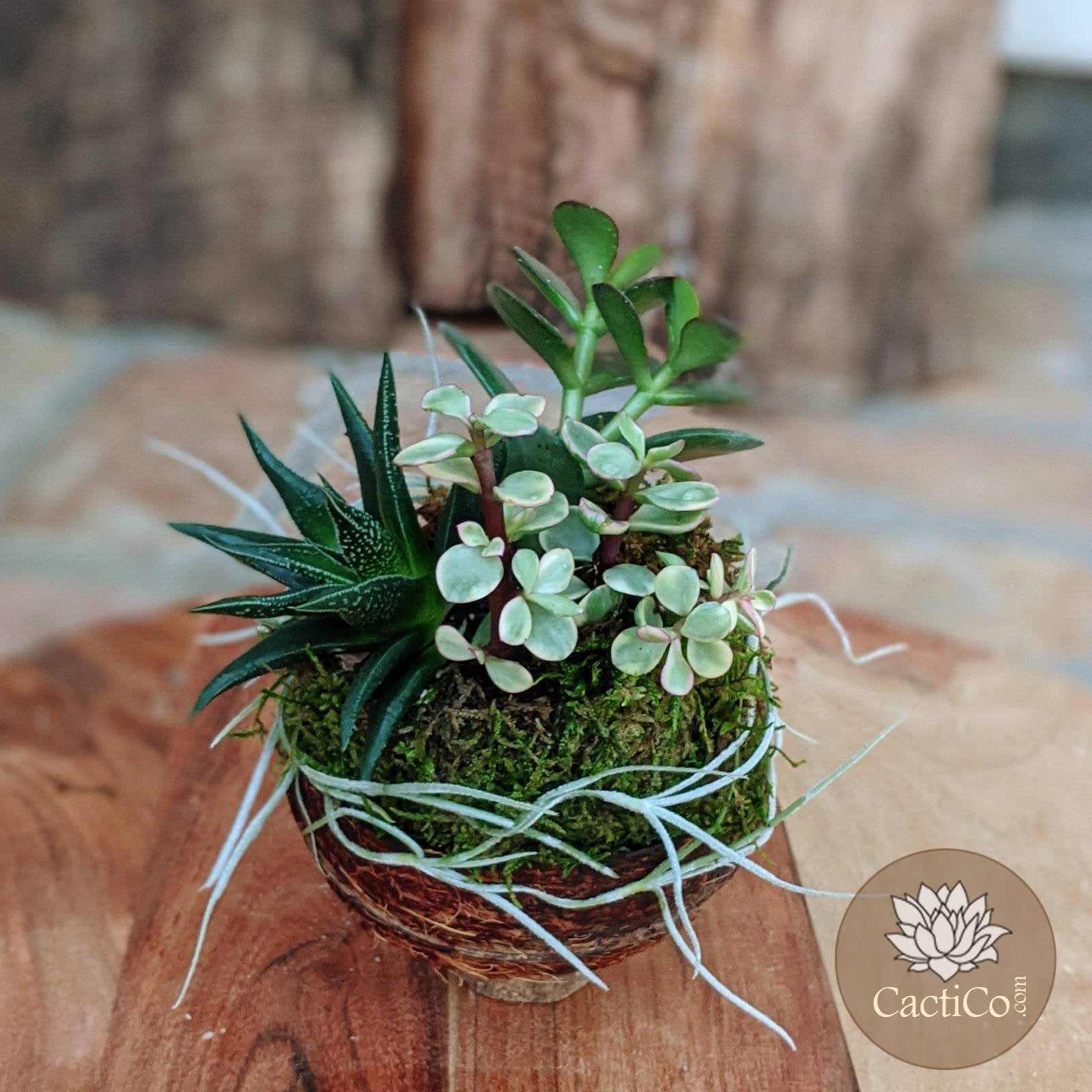 succulent plants arrangement Handcrafted 4-Plant Live Succulent Kokedama Arrangement