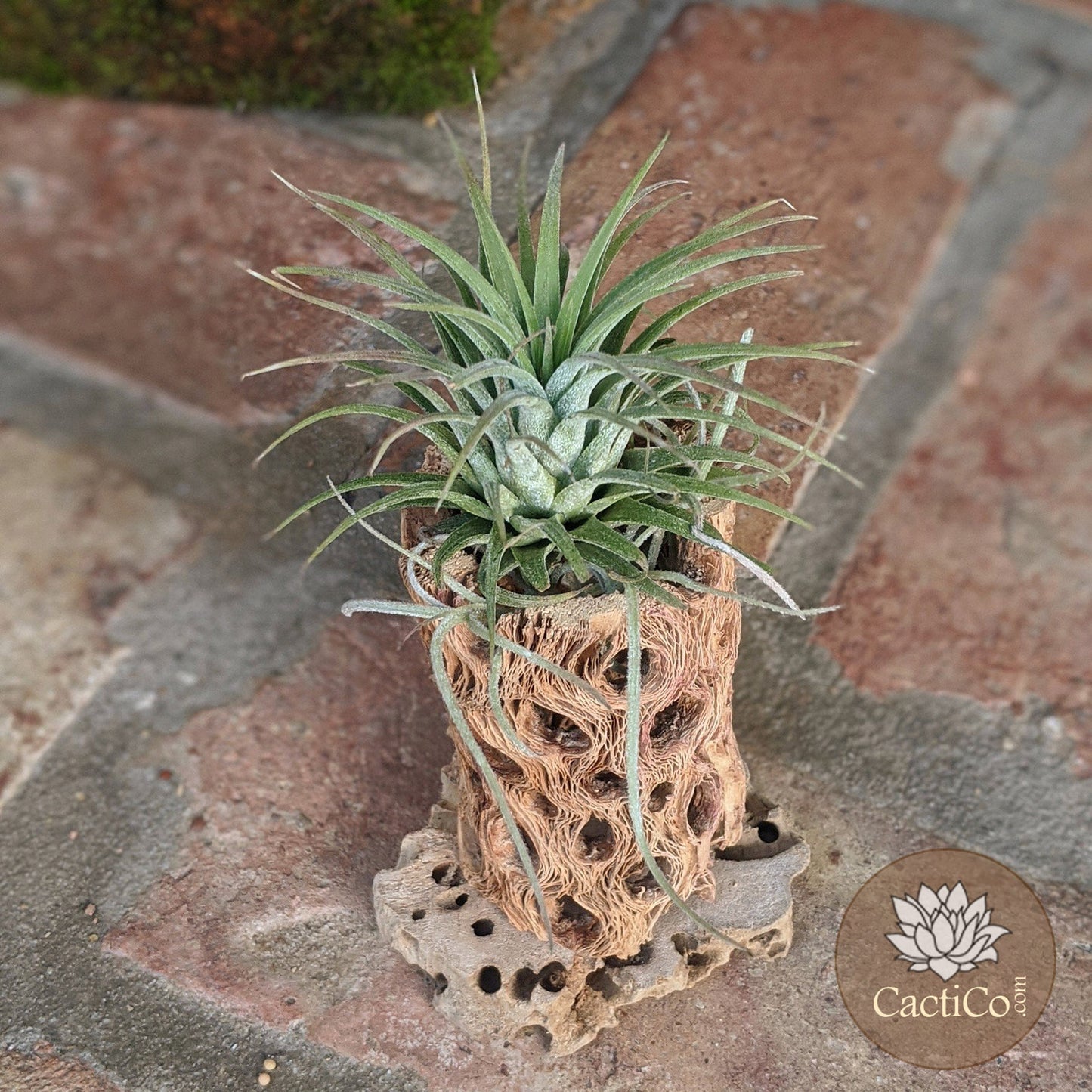 Cholla Wood 3-Plant Terrarium: Tillandsia Caput 'Medusae', Tillandsia ionantha & Spanish Moss (Air Plants)
