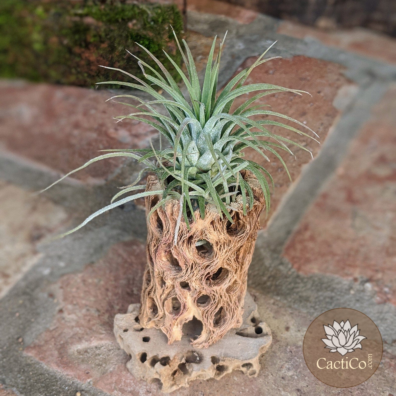 Cholla Wood 3-Plant Terrarium: Tillandsia Caput 'Medusae', Tillandsia ionantha & Spanish Moss (Air Plants)