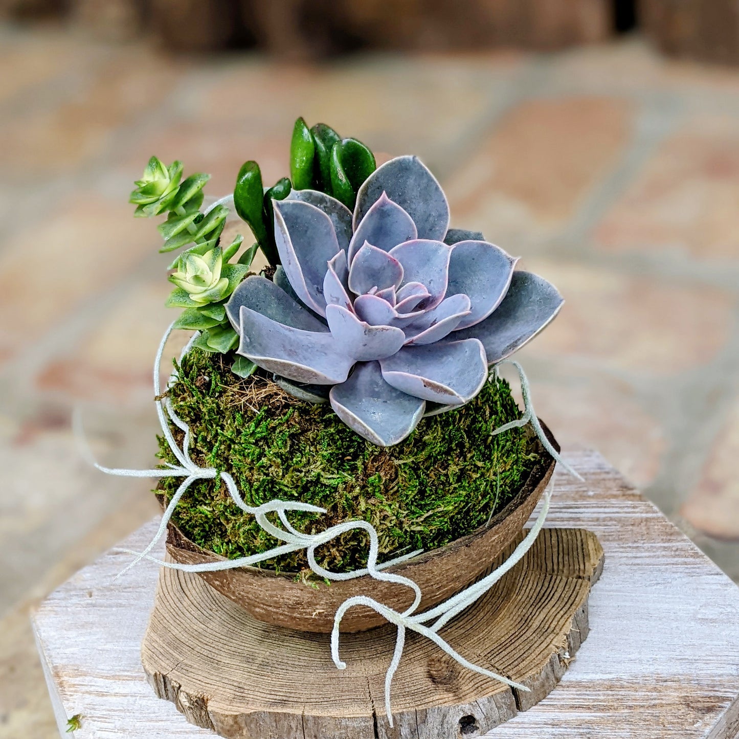 Mother's Day Flowers That Last: Live Succulent Arrangement in a Coconut Shell | Unique Succulent Gift