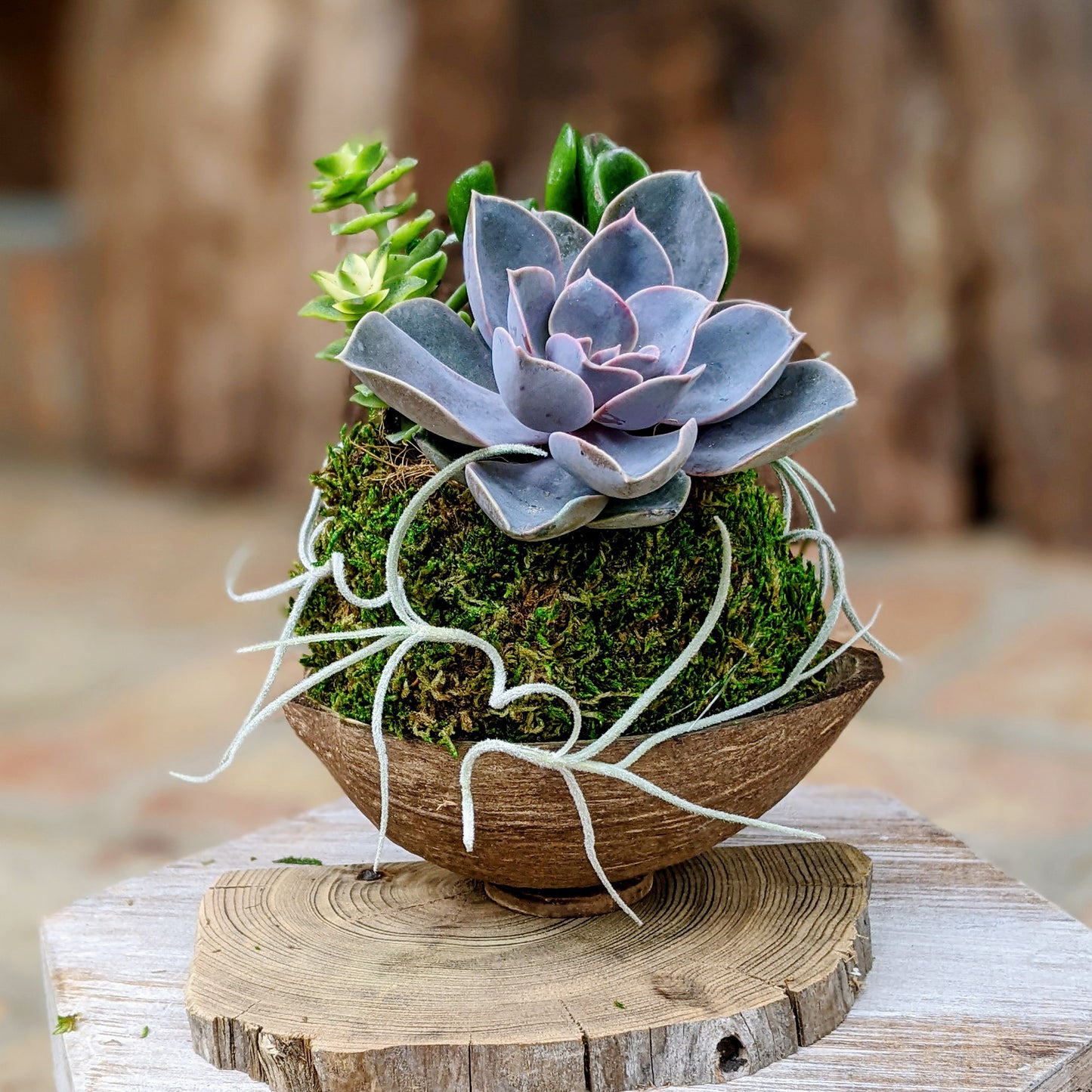 Mother's Day Flowers That Last: Live Succulent Arrangement in a Coconut Shell | Unique Succulent Gift