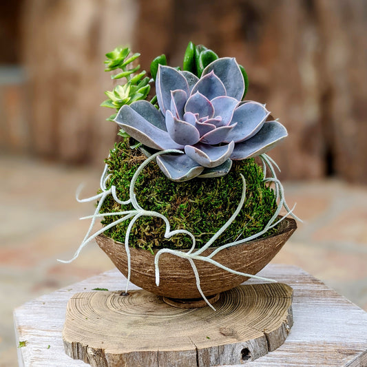 Mother's Day Flowers That Last: Live Succulent Arrangement in a Coconut Shell | Unique Succulent Gift
