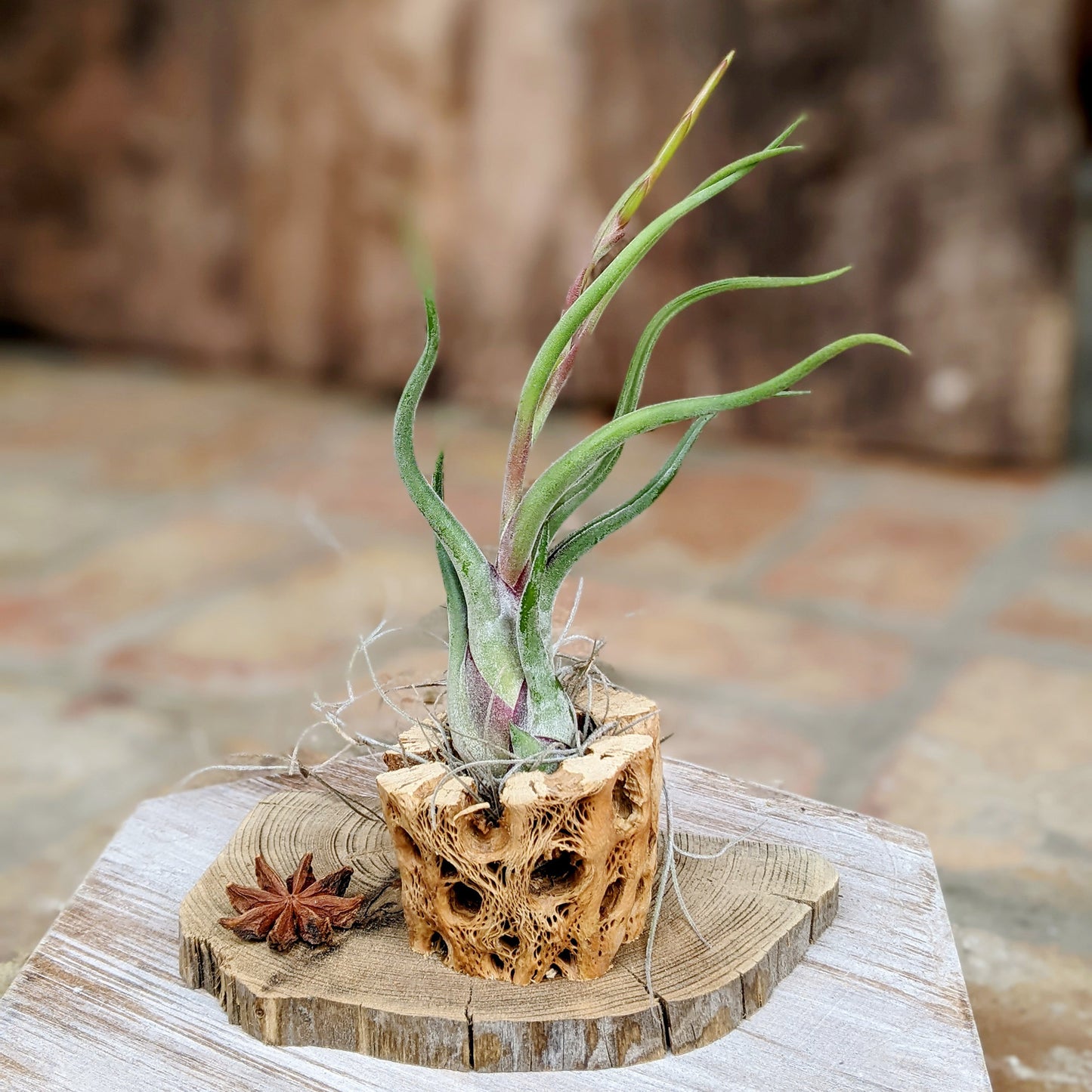 Cholla Wood Rustic Air Plant Arrangement with Tillandsia Caput 'Medusae'