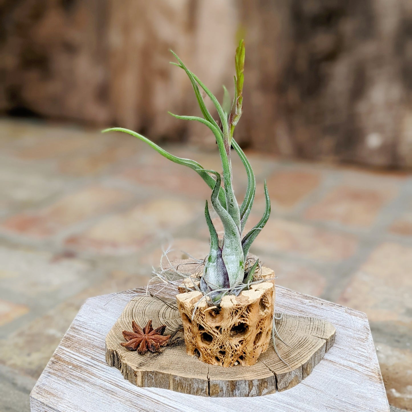 Cholla Wood Rustic Air Plant Arrangement with Tillandsia Caput 'Medusae'