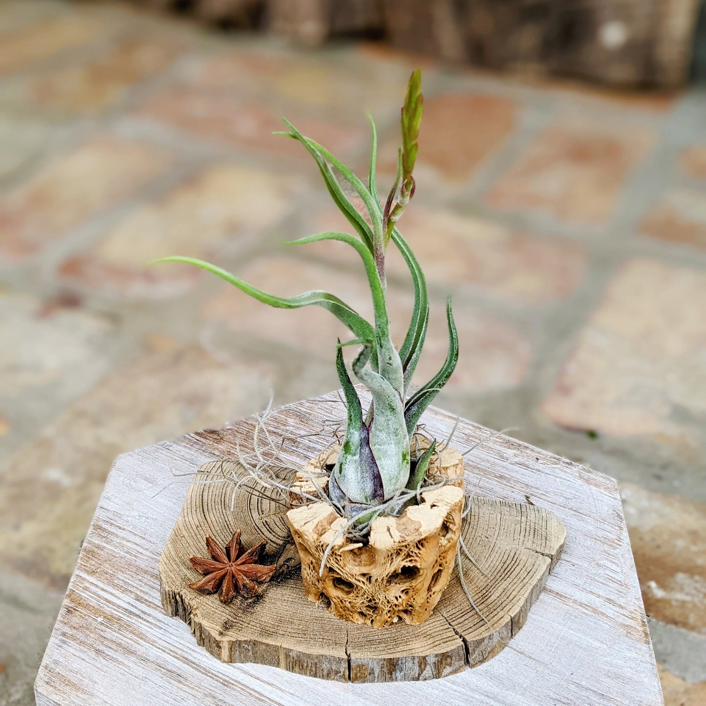 Cholla Wood Rustic Air Plant Arrangement with Tillandsia Caput 'Medusae'