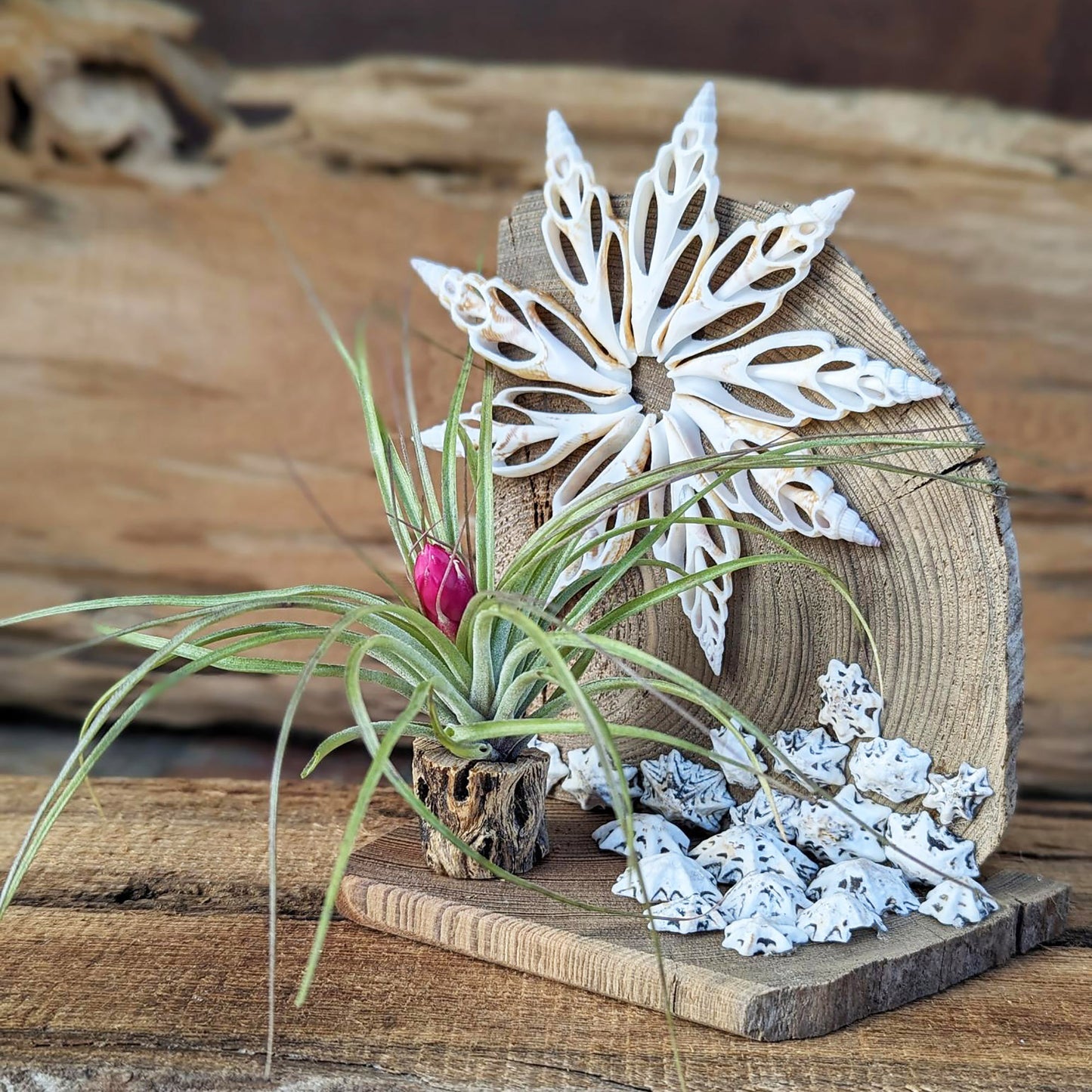 Air Plant with Seashells | Handmade Arrangement | Easy to Care Indoor Plant Gift