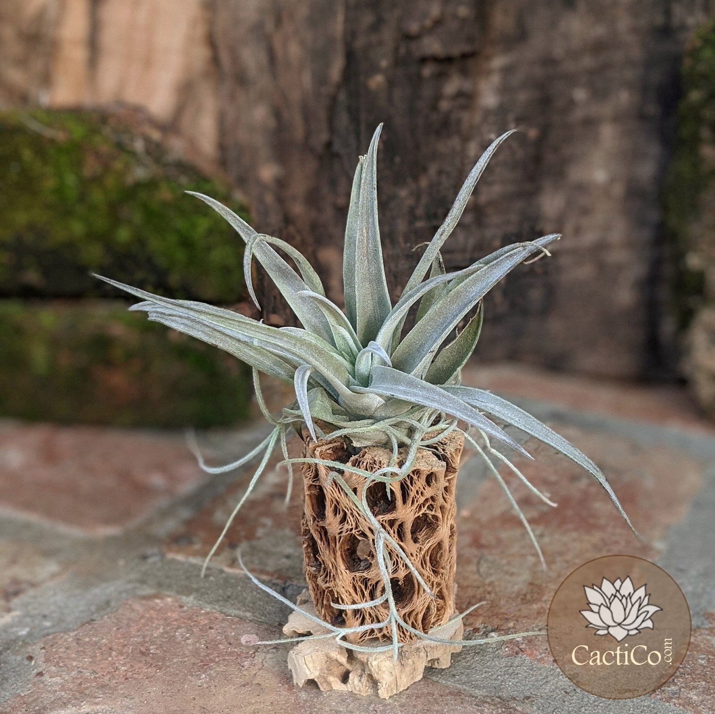 Cholla Wood 2-Plant Terrarium: Tillandsia Large Harrisii & Spanish Moss (Air Plants) Media