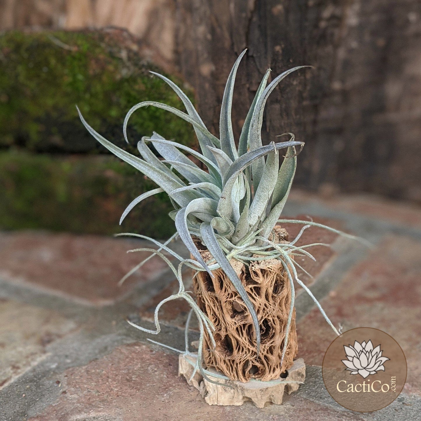 Cholla Wood 2-Plant Terrarium: Tillandsia Large Harrisii & Spanish Moss (Air Plants) Media