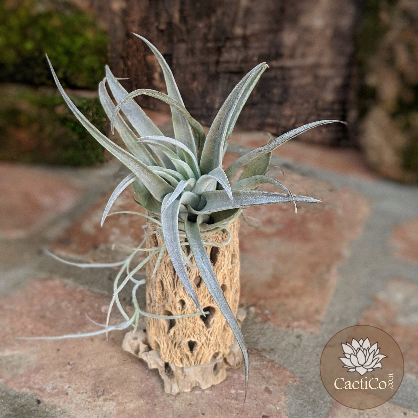 Cholla Wood 2-Plant Terrarium: Tillandsia Large Harrisii & Spanish Moss (Air Plants) Media