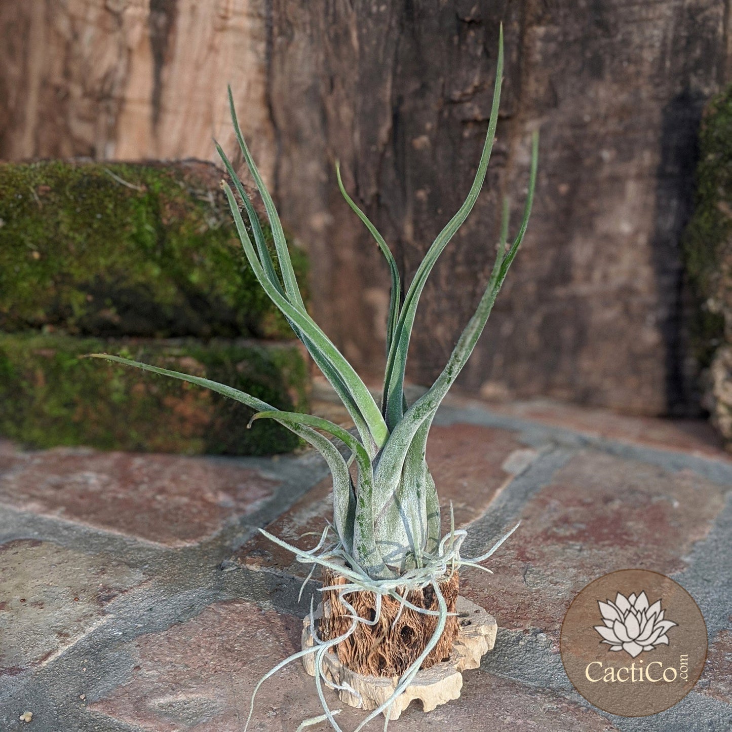 Cholla Wood 3-Plant Terrarium: Tillandsia Caput 'Medusae', Tillandsia ionantha & Spanish Moss (Air Plants)
