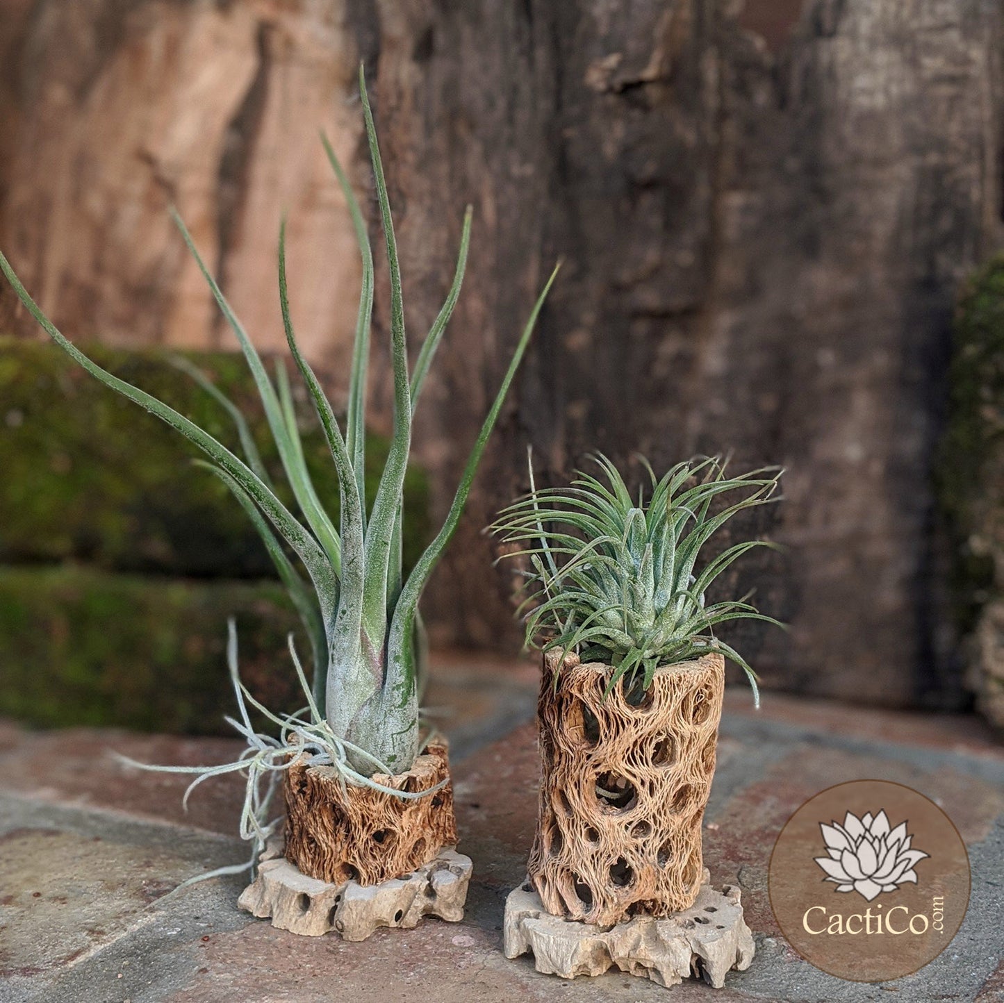 Cholla Wood 3-Plant Terrarium: Tillandsia Caput 'Medusae', Tillandsia ionantha & Spanish Moss (Air Plants)