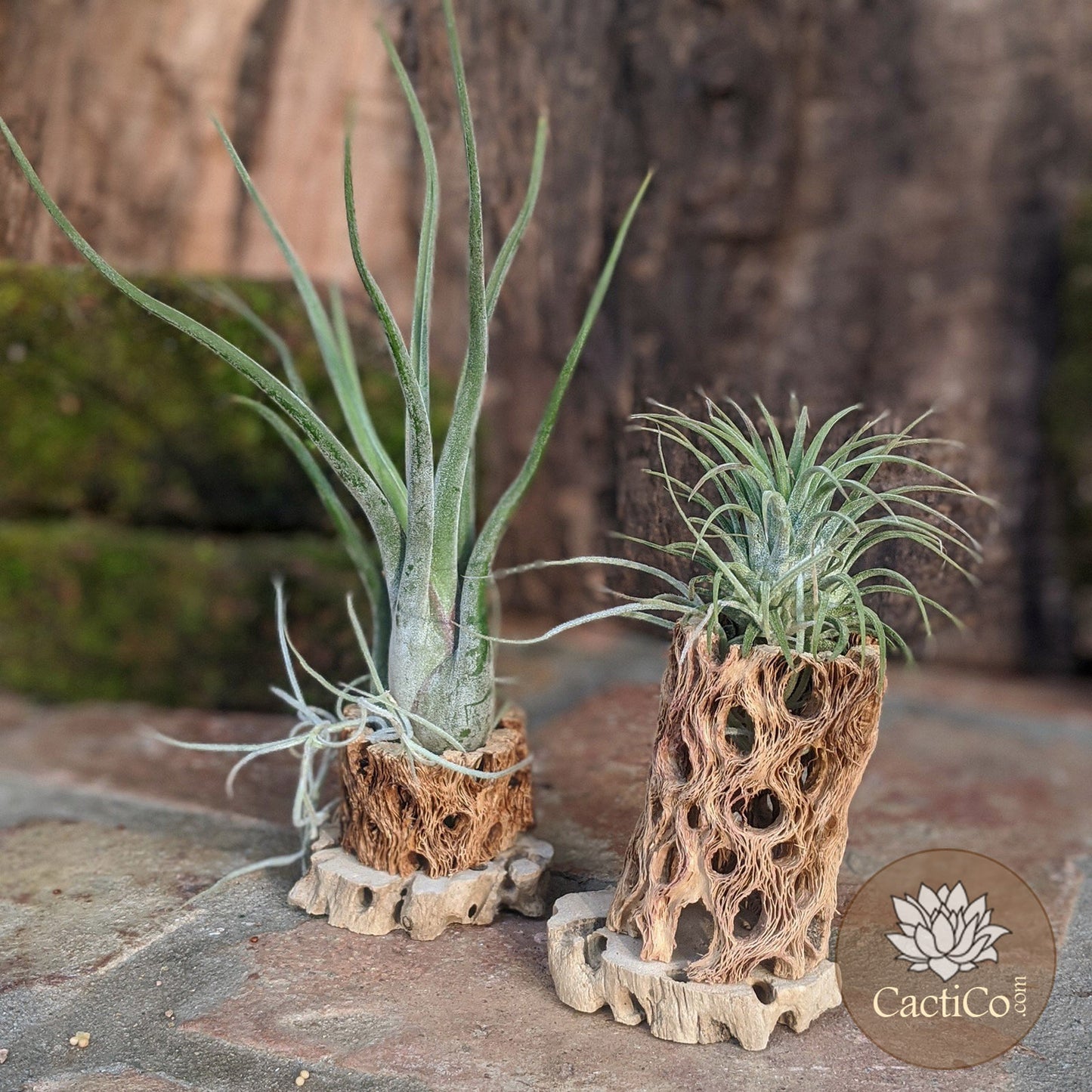 Cholla Wood 3-Plant Terrarium: Tillandsia Caput 'Medusae', Tillandsia ionantha & Spanish Moss (Air Plants)