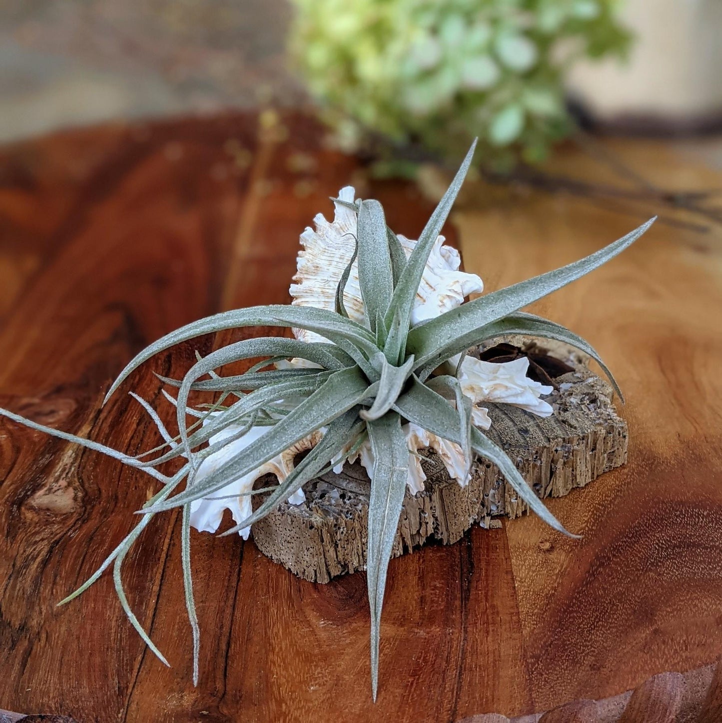 Handcrafted Live Air Plant Arrangement – Elegant & Easy-Care Gift