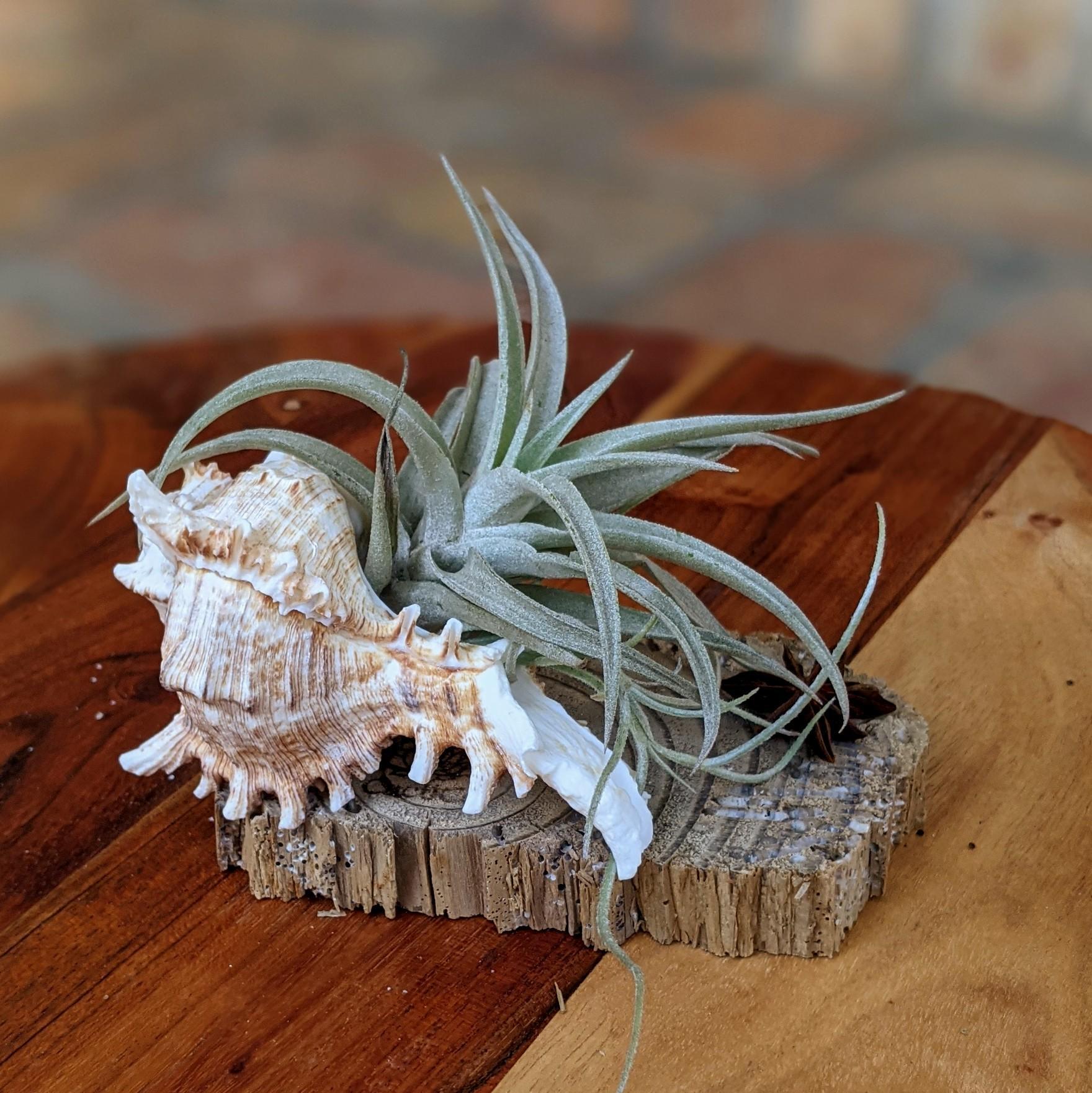 large tillandsia air plant Large Tillandsia in a Sea Shell Handmade Unique Gift – CactiCo