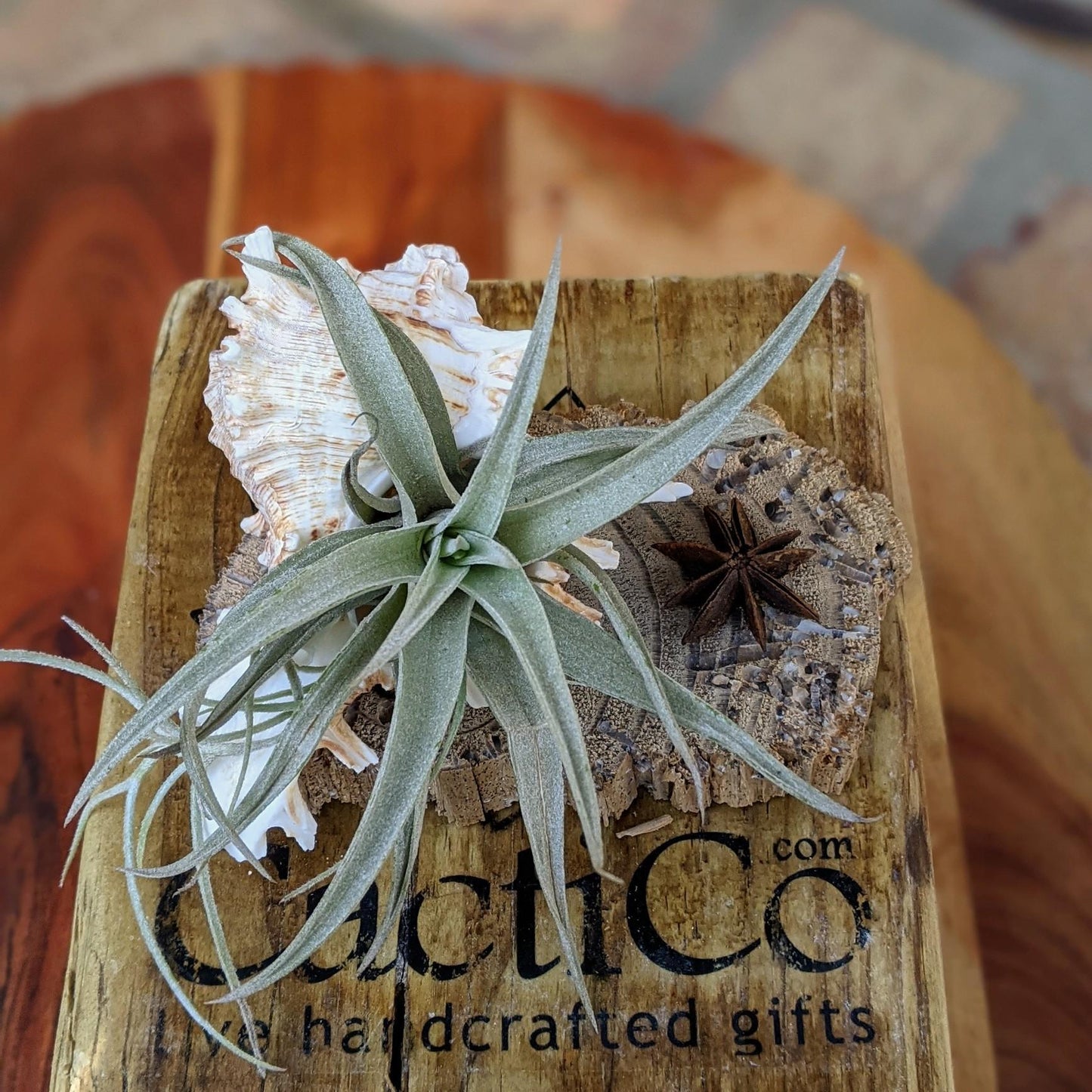 Handcrafted Live Air Plant Arrangement – Elegant & Easy-Care Gift
