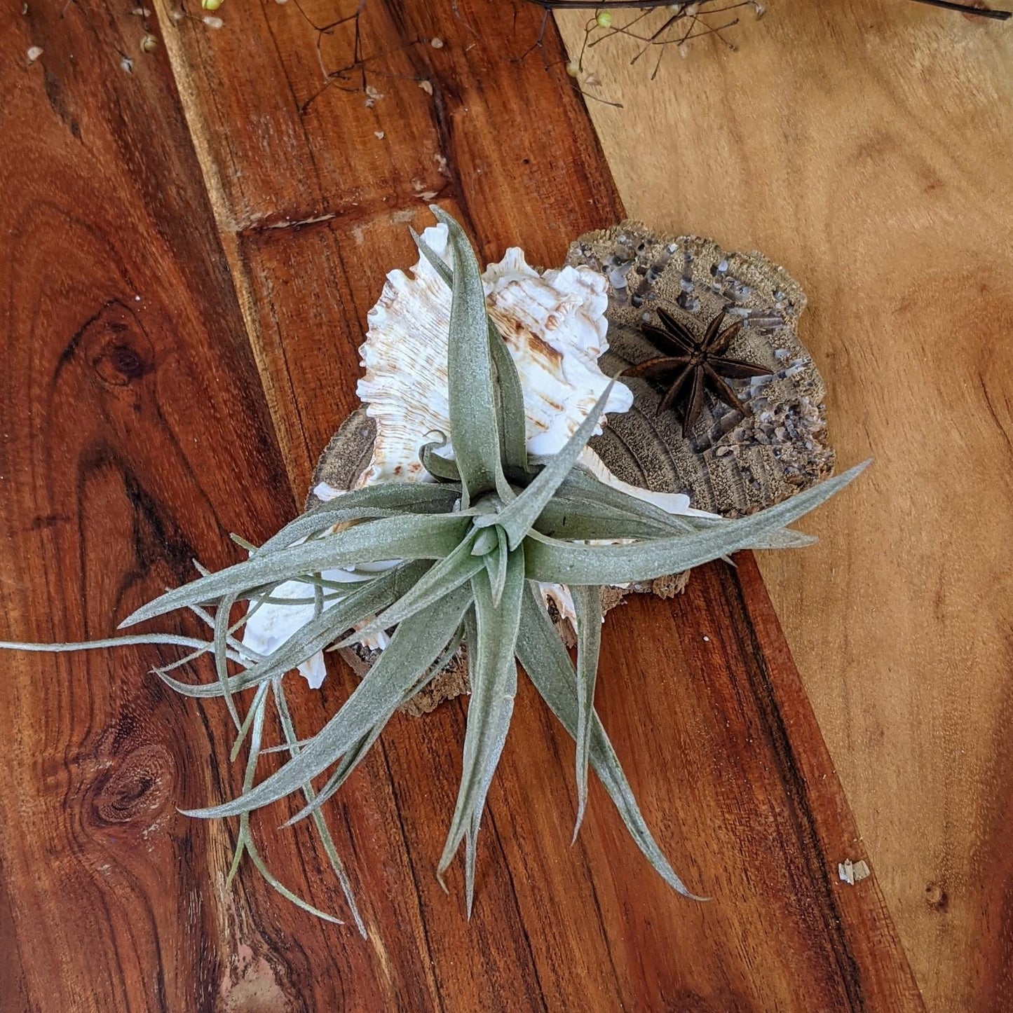 Handcrafted Live Air Plant Arrangement – Elegant & Easy-Care Gift