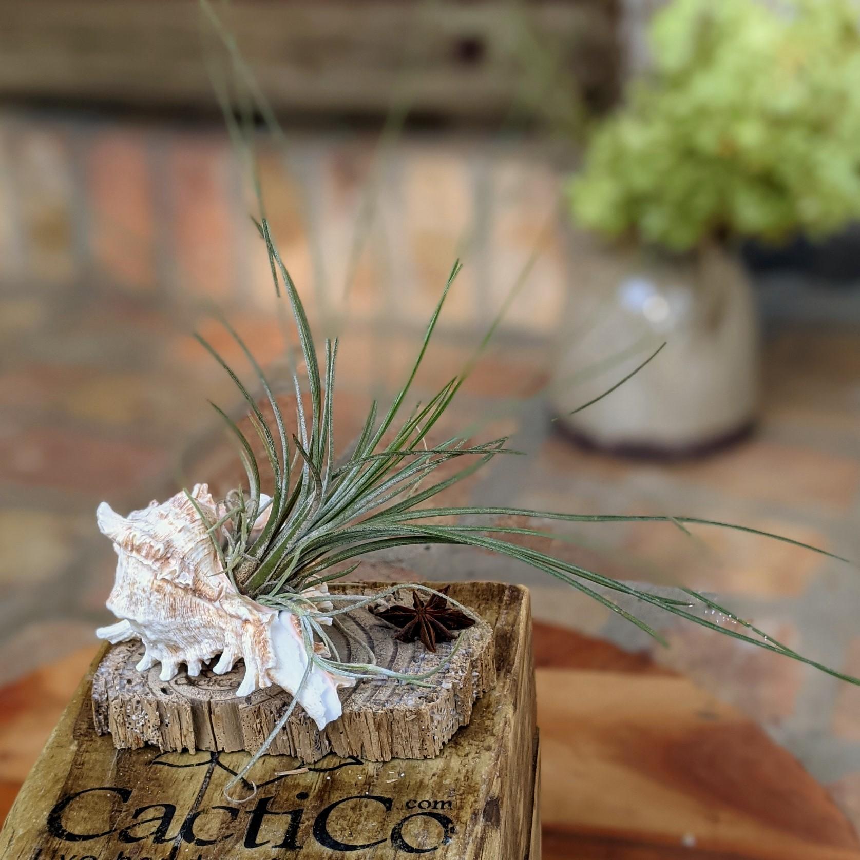 tillandsia juncea air plant Large Tillandsia Juncea in a Sea Shell Handmade Air Plant Gift | Indoor Office Plant | Party Favor