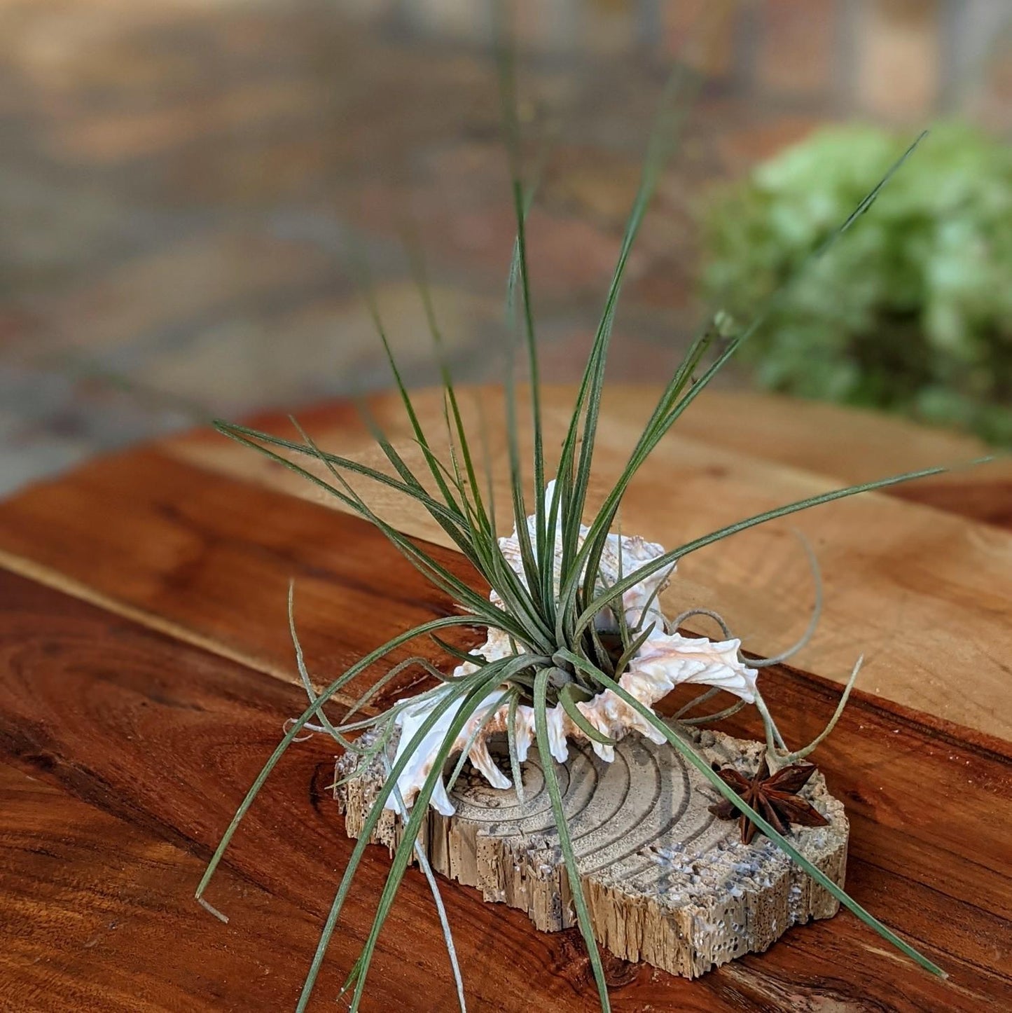 Large Tillandsia Juncea in a Sea Shell Handmade Air Plant Gift | Indoor Office Plant | Party Favor | Unique Gift
